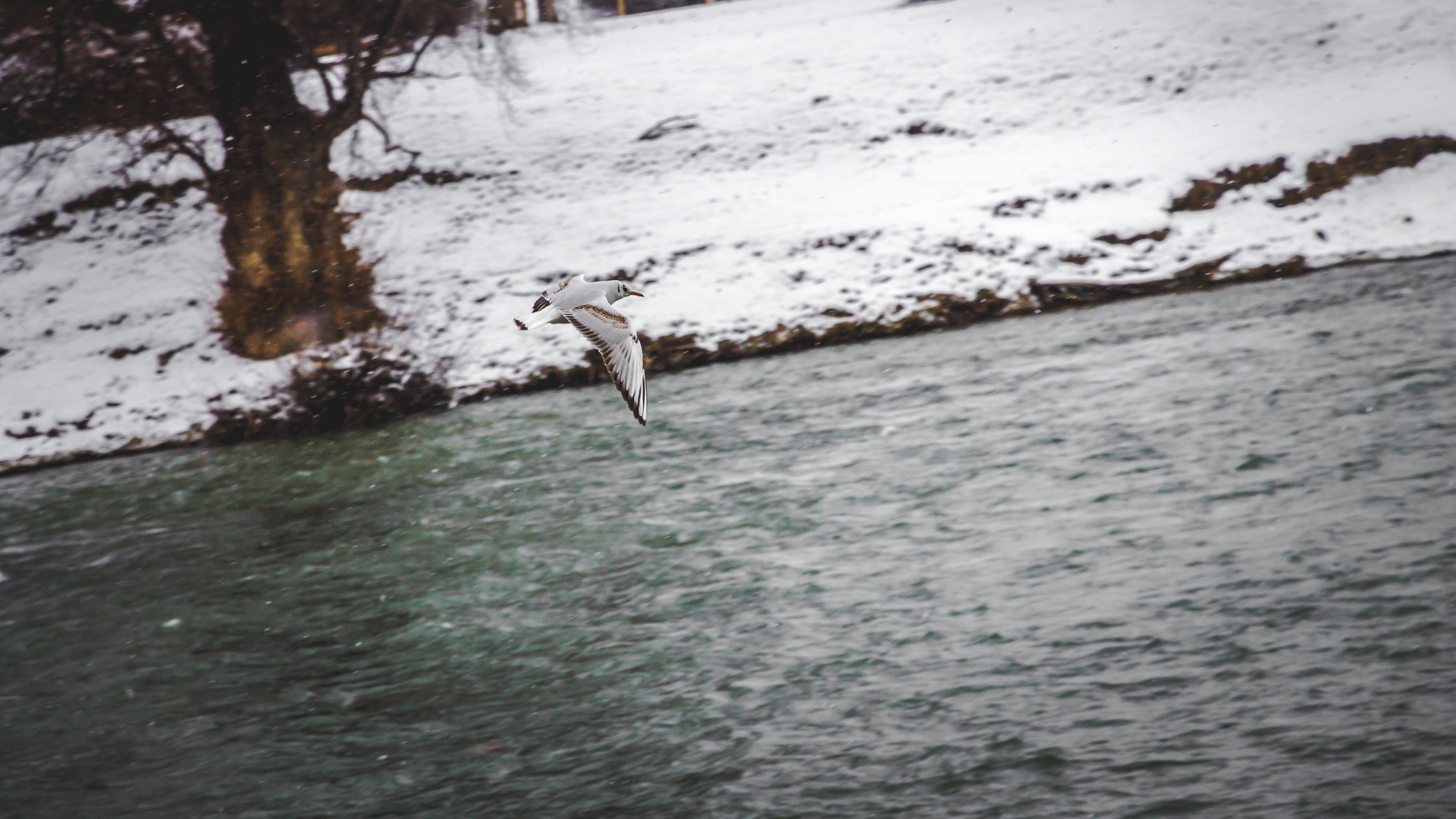 Animal Seagull River Bosnia And Herzegovina 1920x1080