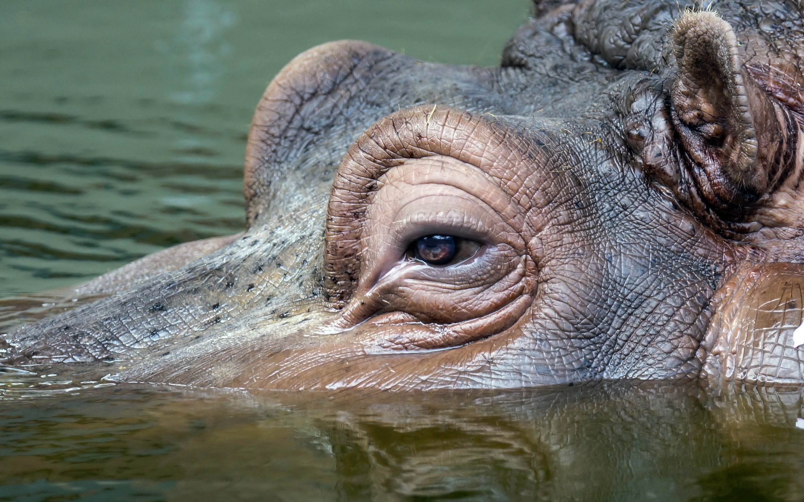 Animals Mammals Nature Water Hippos Closeup In Water 2560x1600