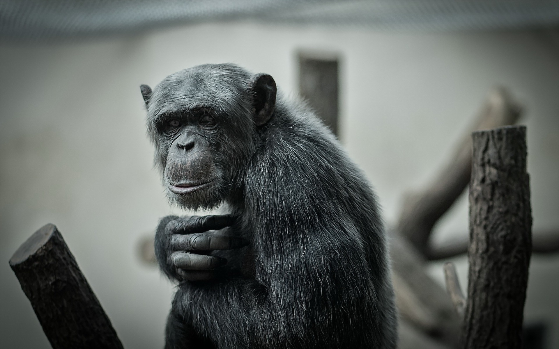 Monkey Ape Primate 1920x1200