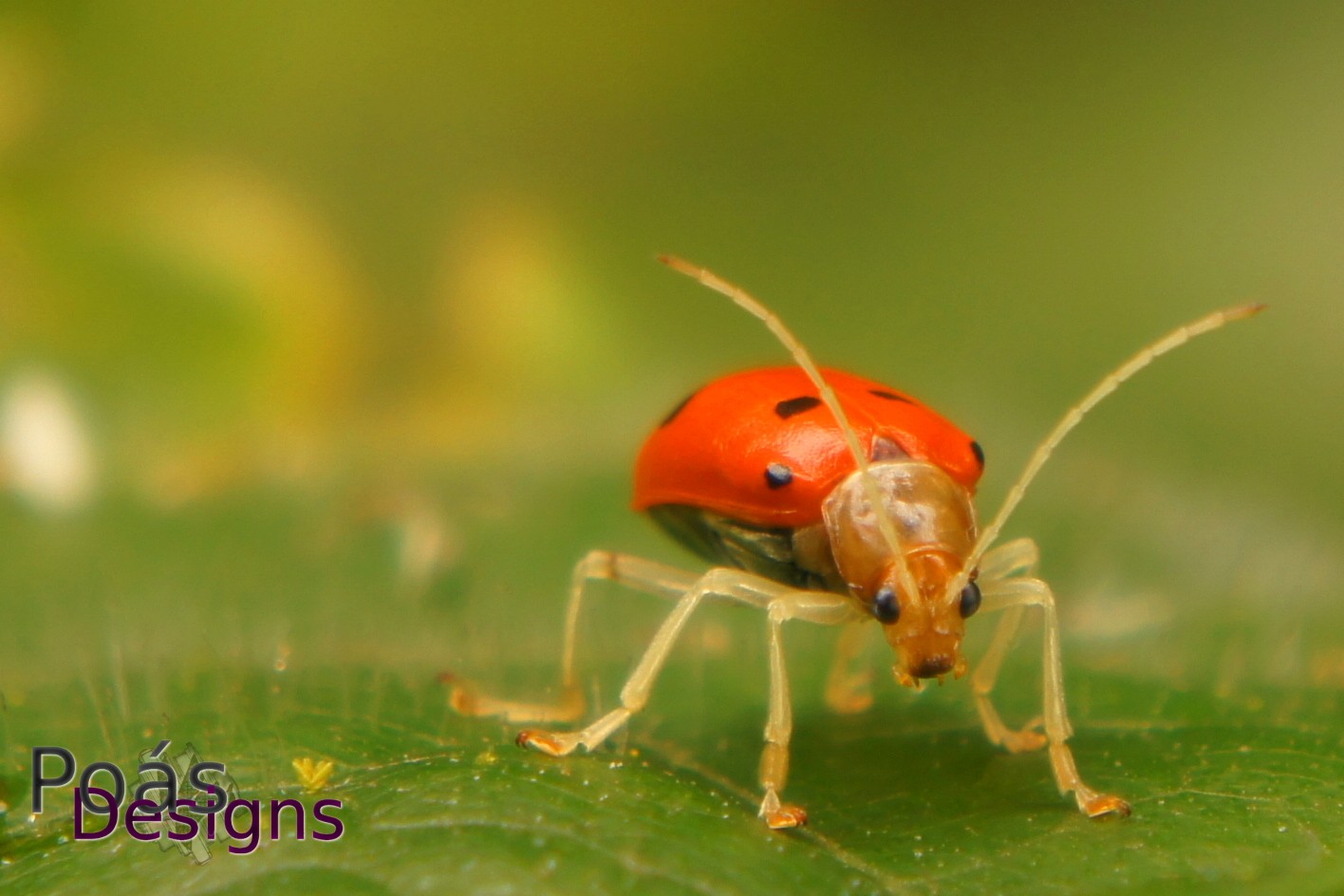 Nature Beetles Costa Rica Ladybugs 1416x944