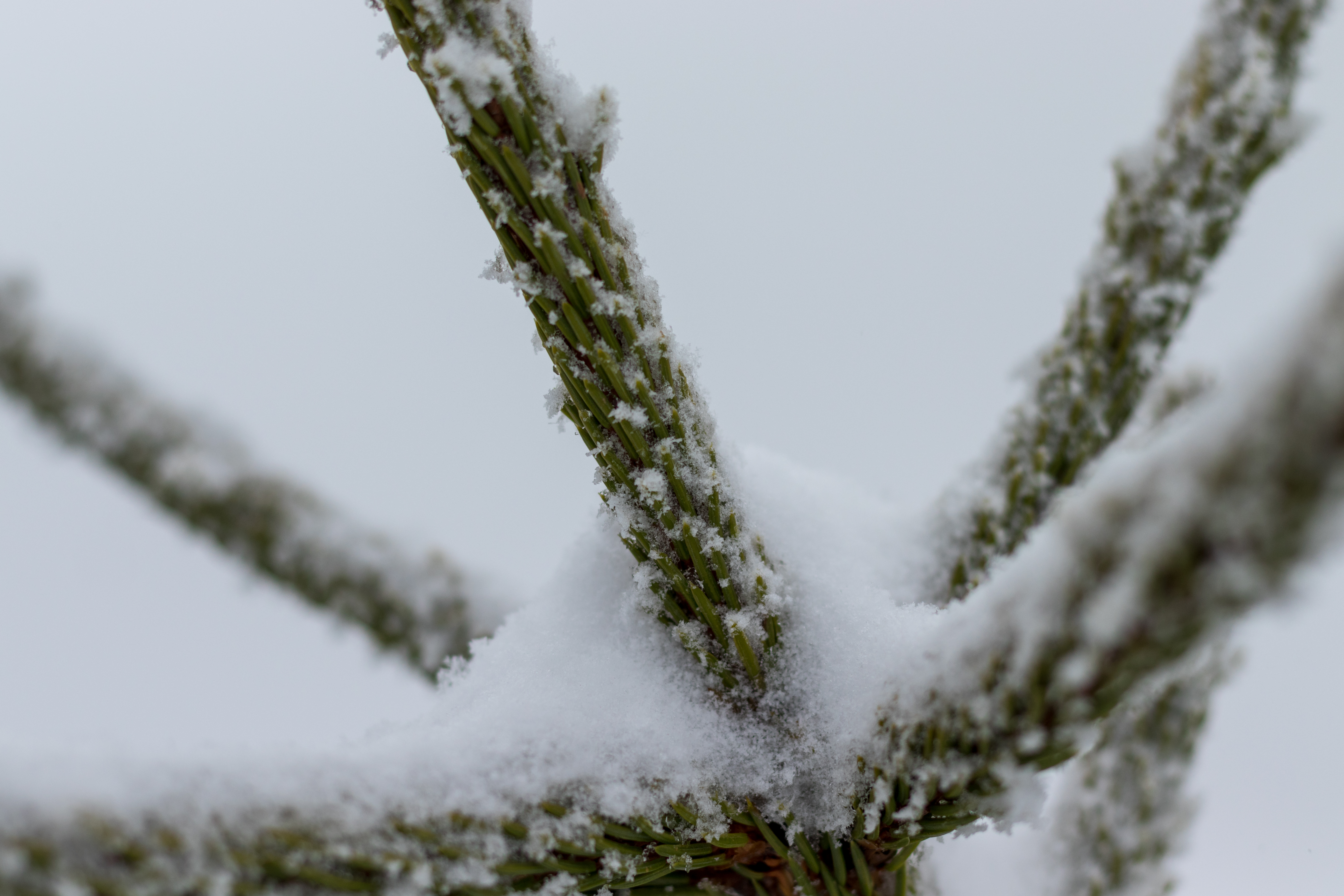 Snow Fir Tree Plants Winter 6000x4000