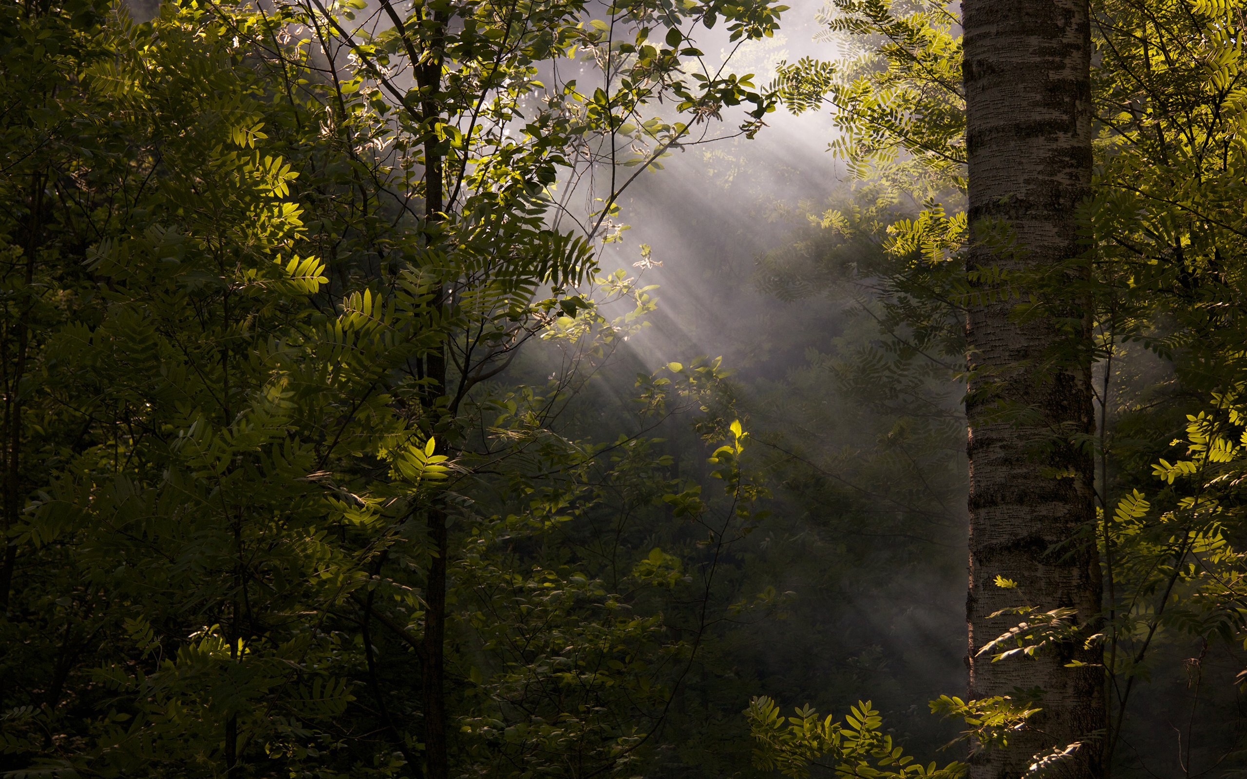 Nature Deep Forest Forest Sun Rays Mist Foliage Dappled Sunlight 2560x1600