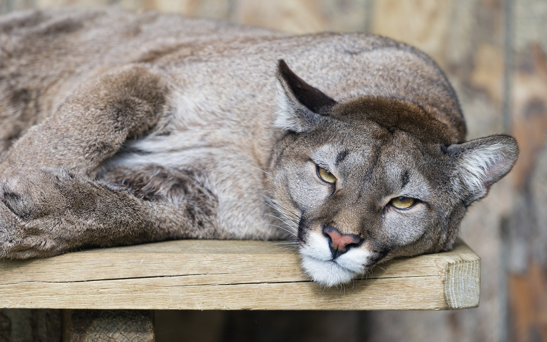 Photography Pumas Big Cats Animals 1920x1200