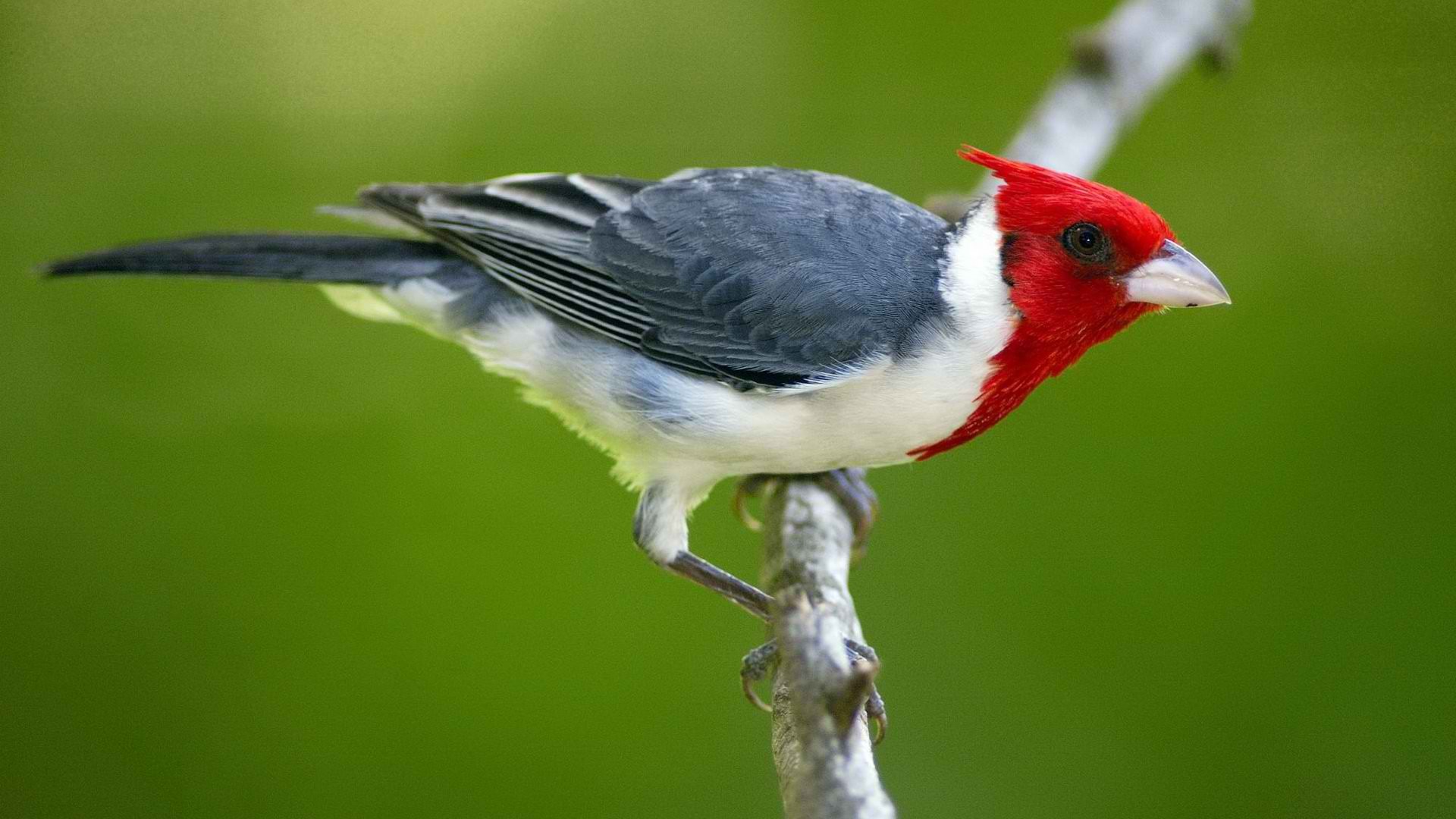 Animal Red Crested Cardinal 1920x1080