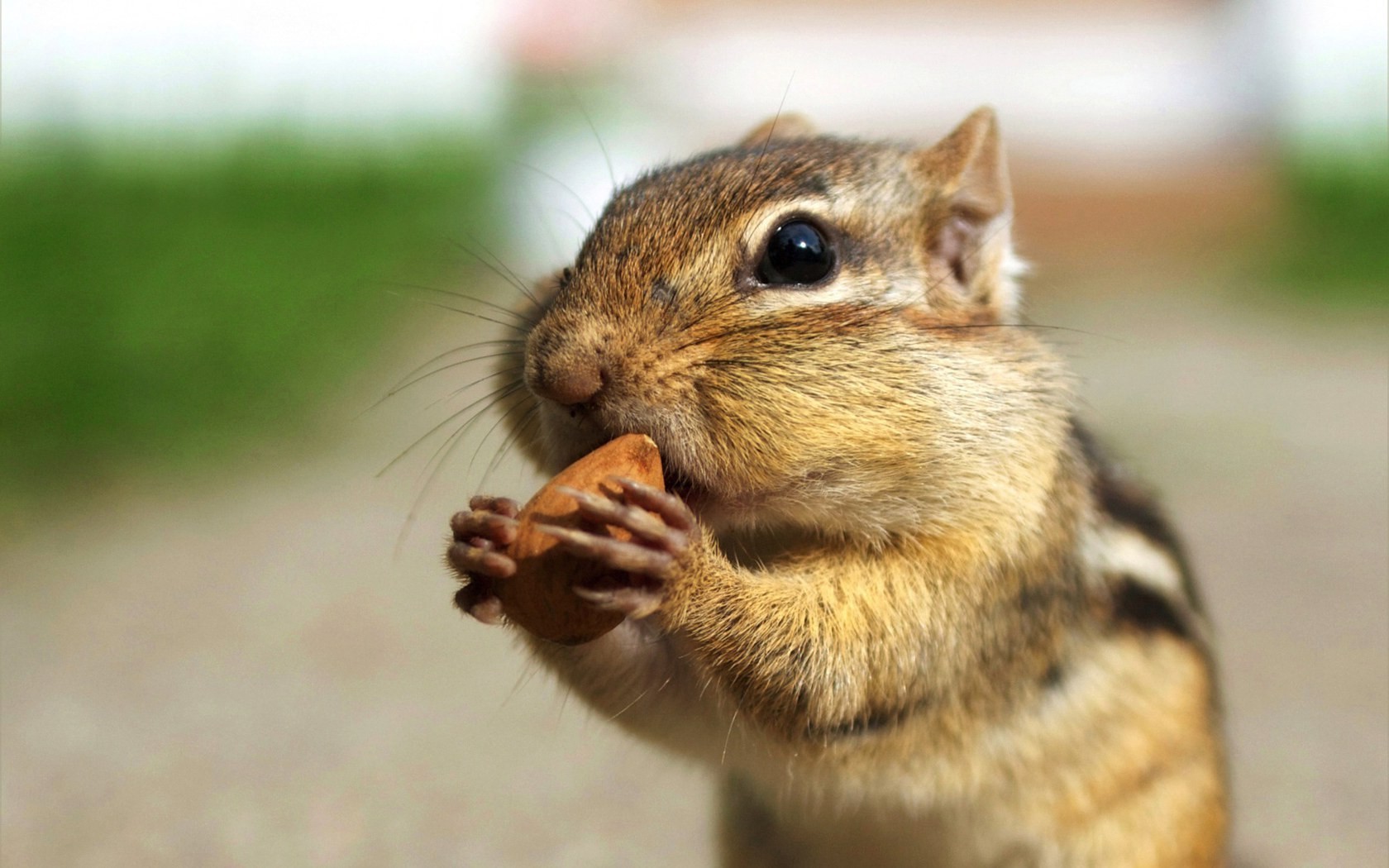 Chipmunks Animals Squirrel Nuts Sciuridae 1680x1050