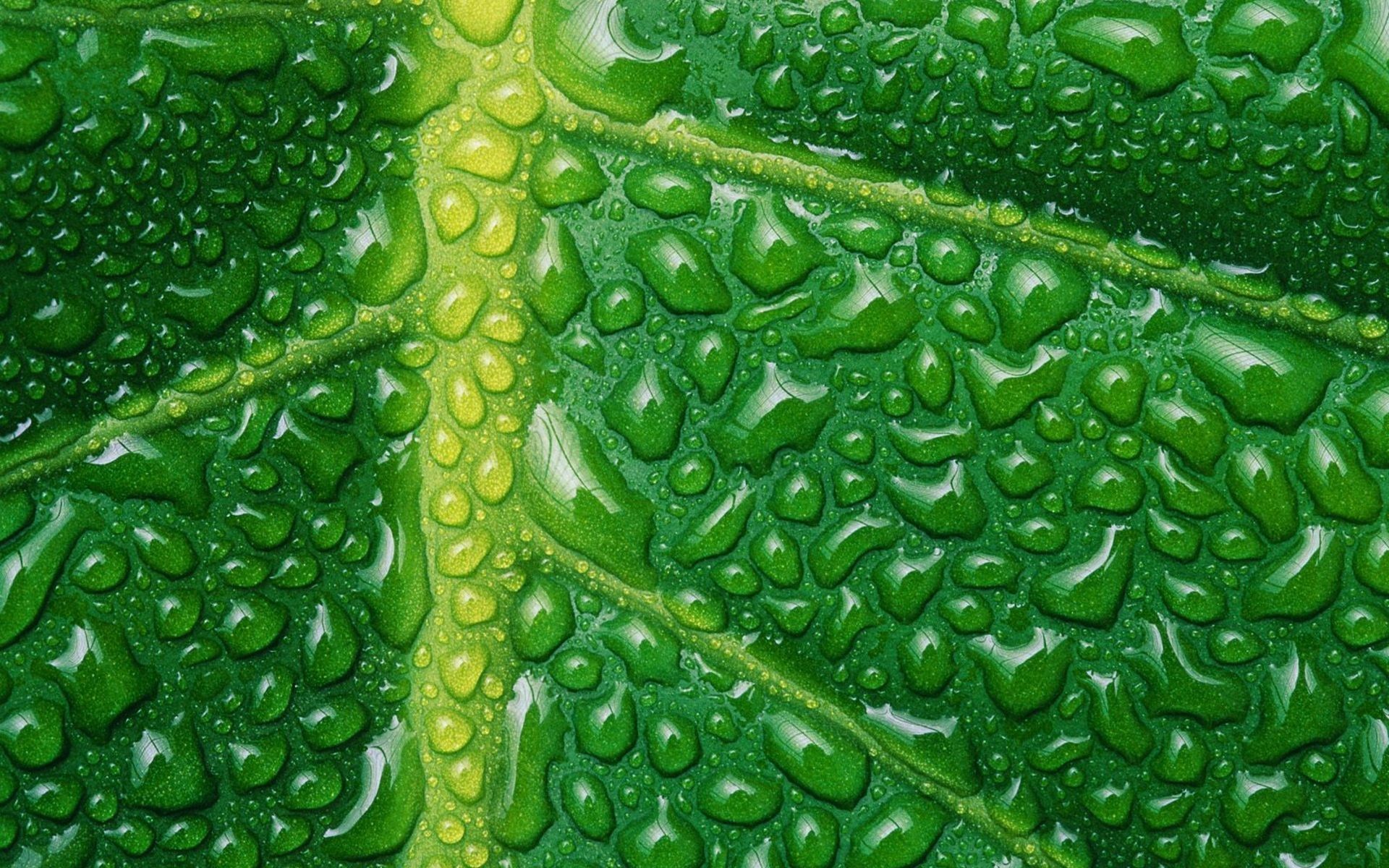 Nature Plants Leaves Macro Closeup Water Drops Veins Green 1920x1200