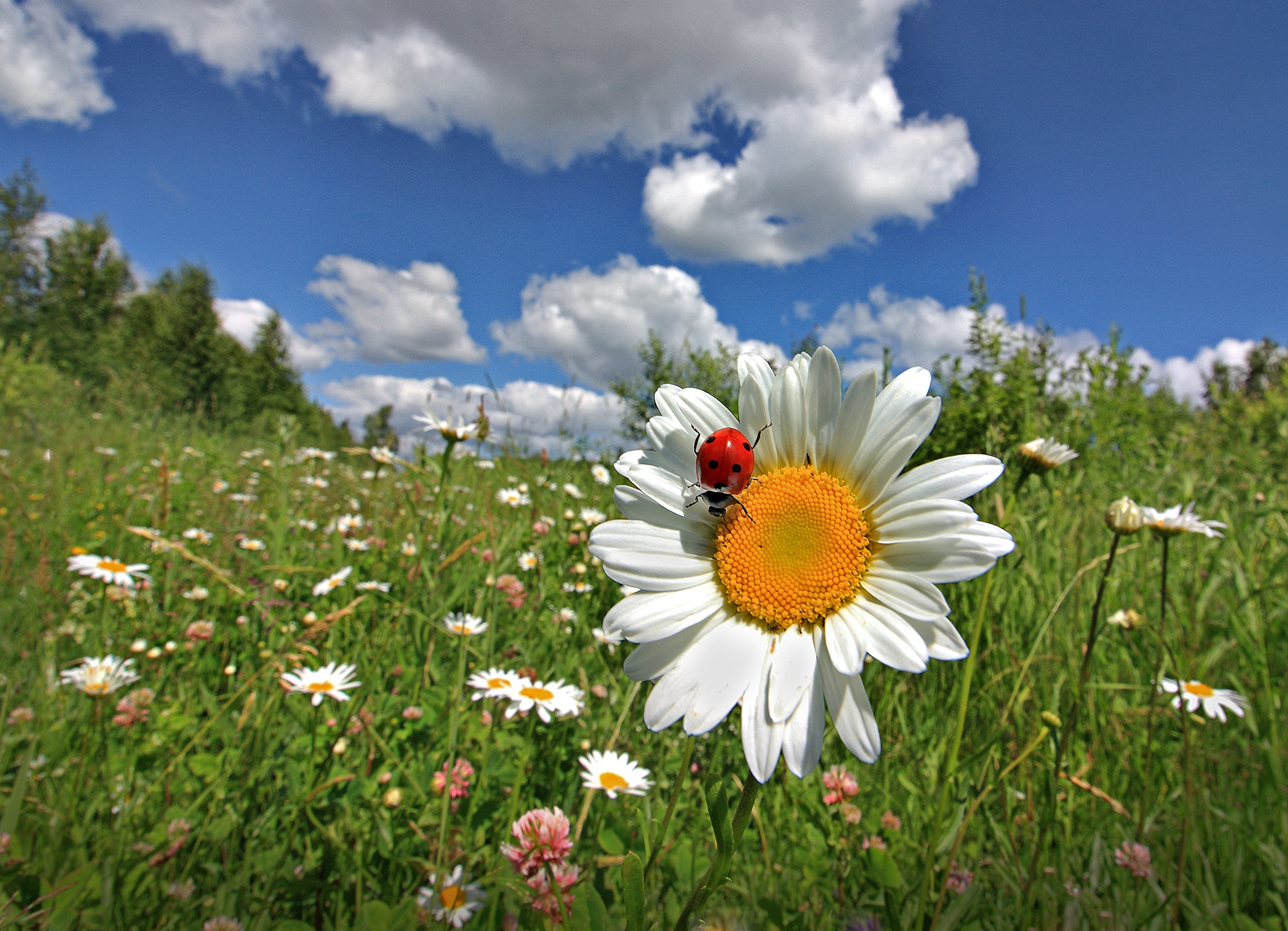 Ladybugs Animals Insect Flowers Plants Nature Outdoors 2000x1445