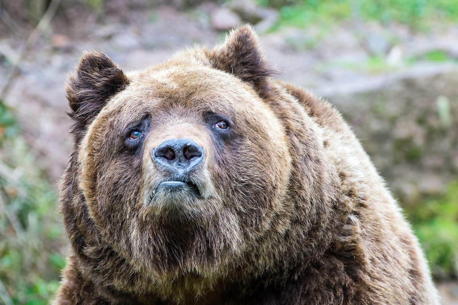 Bears Sadness Grizzly Bear Brown Bear Grizzly Bears Animals 1600x1066