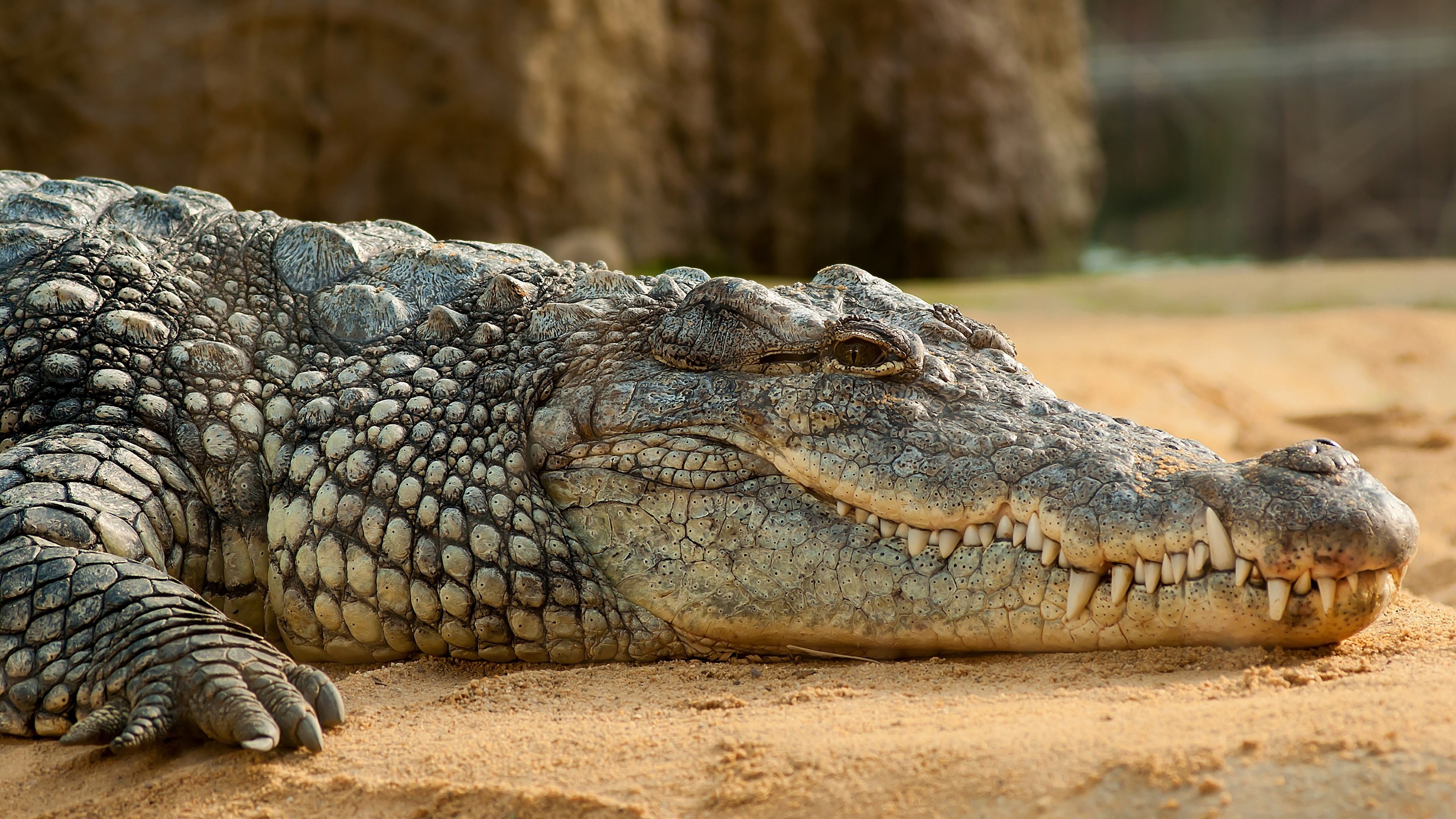 Crocodiles Reptiles Rest Sand Animals 3840x2160