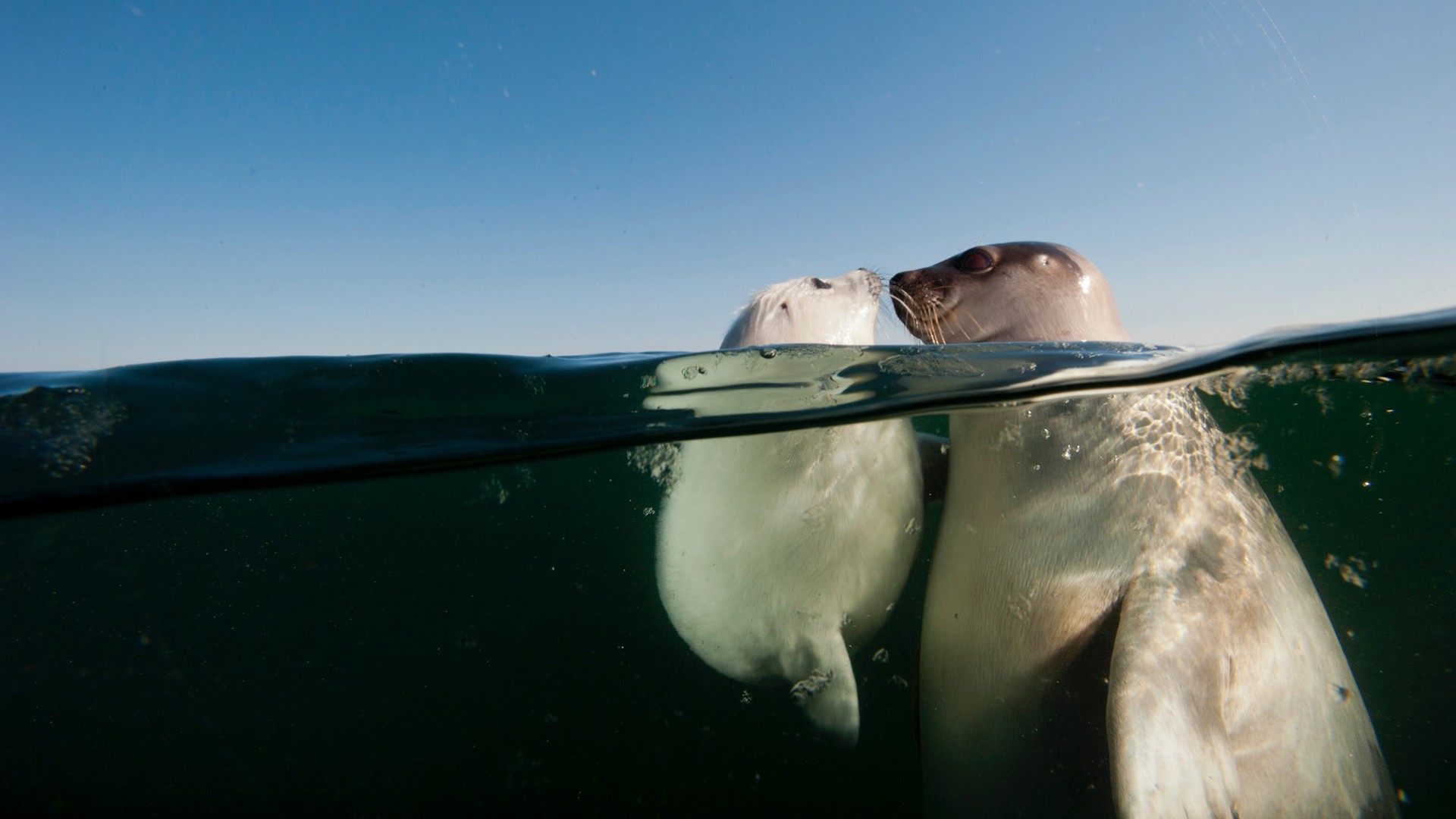 Water Underwater Sea Seals Animals Baby Animals Bubbles Split View 1920x1080