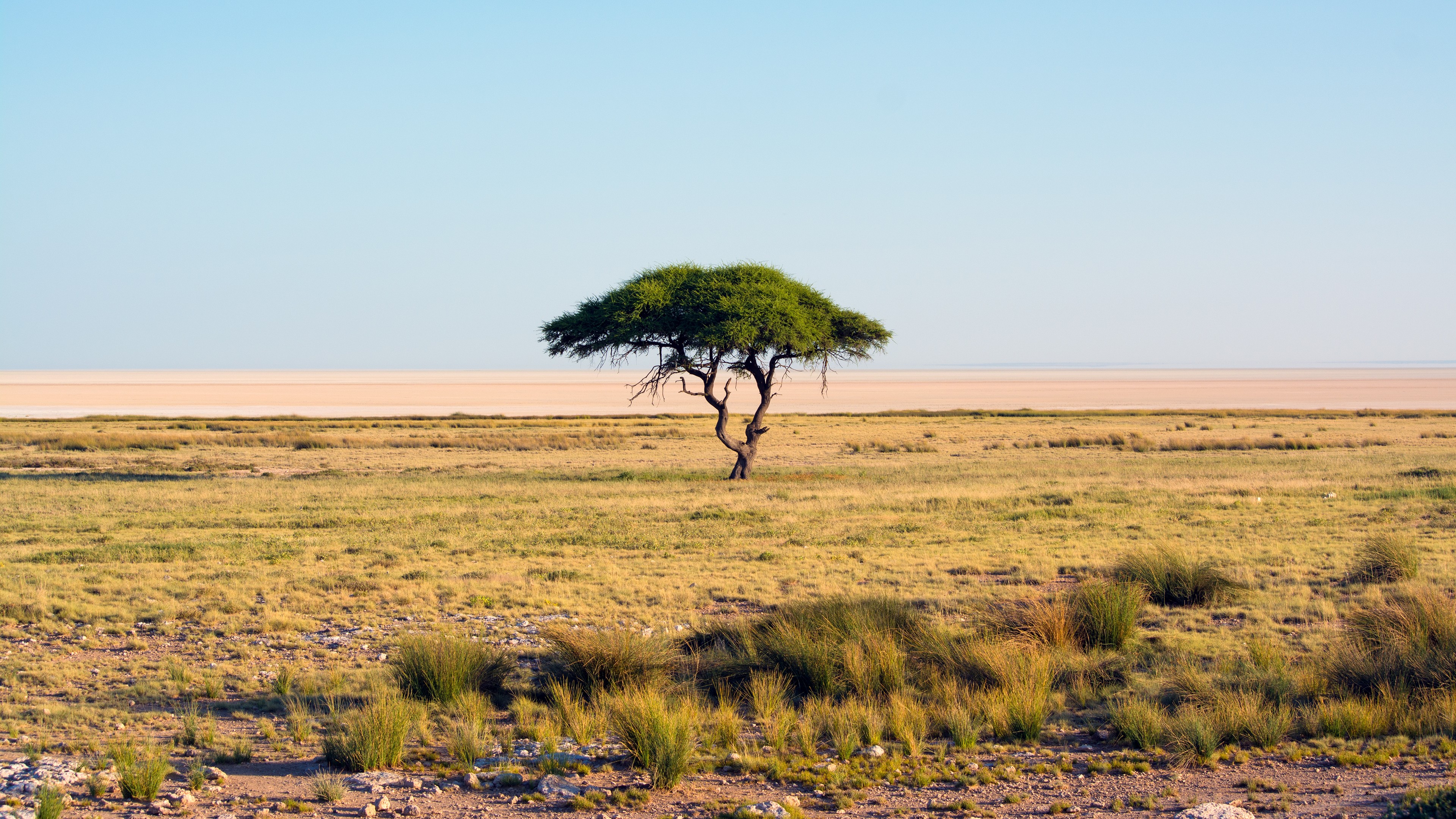 Savannah Nature Landscape Lonely Tree 3840x2160