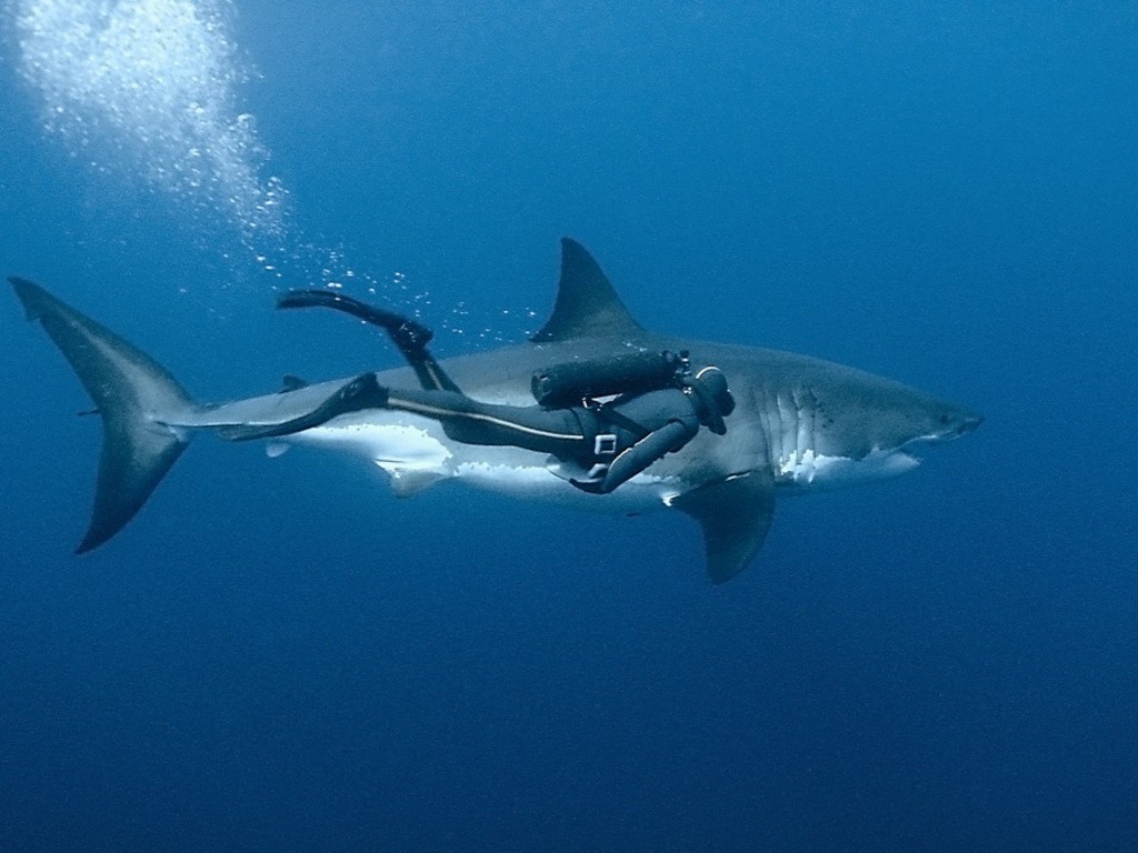 Great White Shark Divers Diving Animals Shark 1024x768