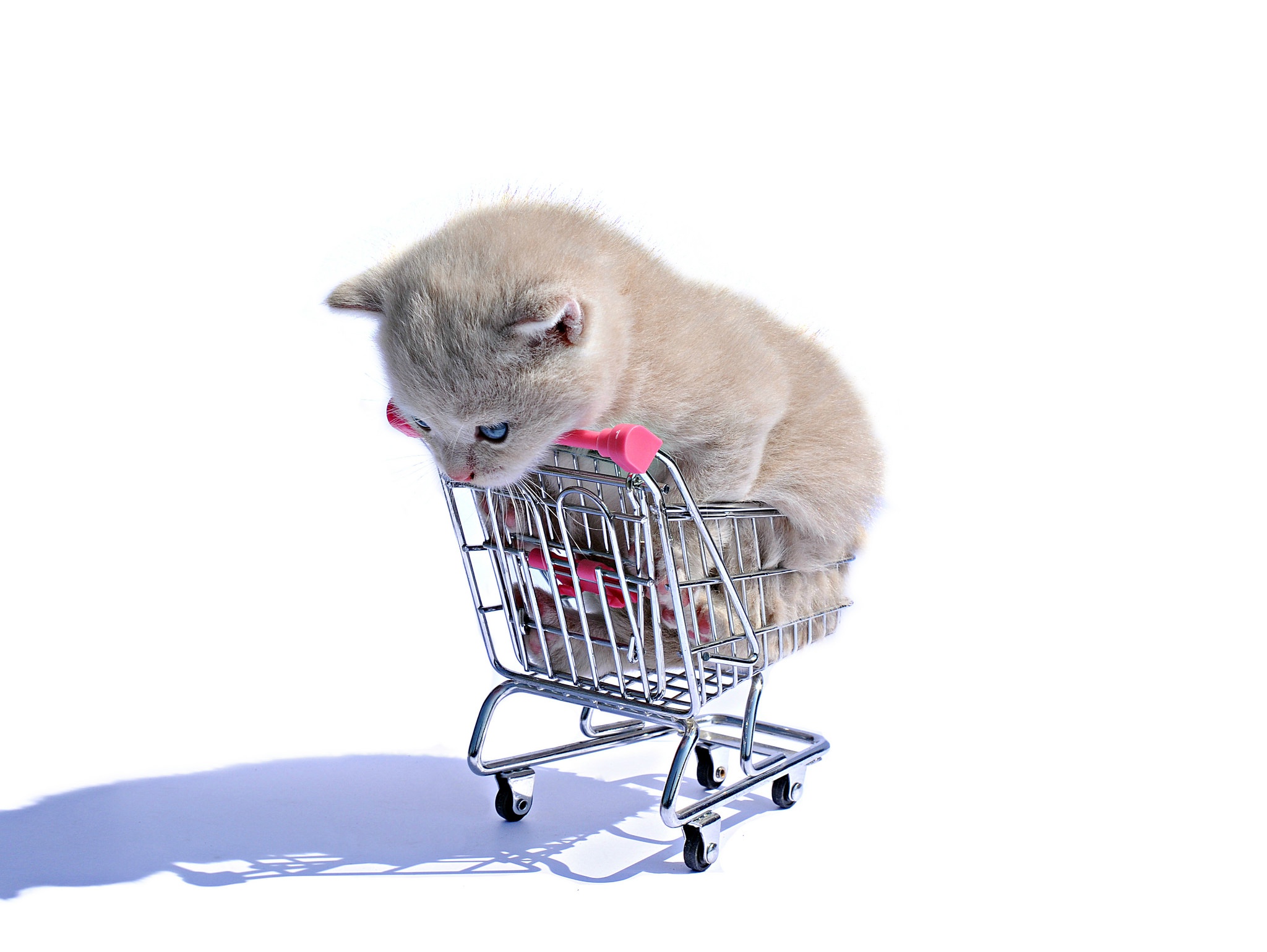 Shopping Cart Cats White Animals 2048x1540
