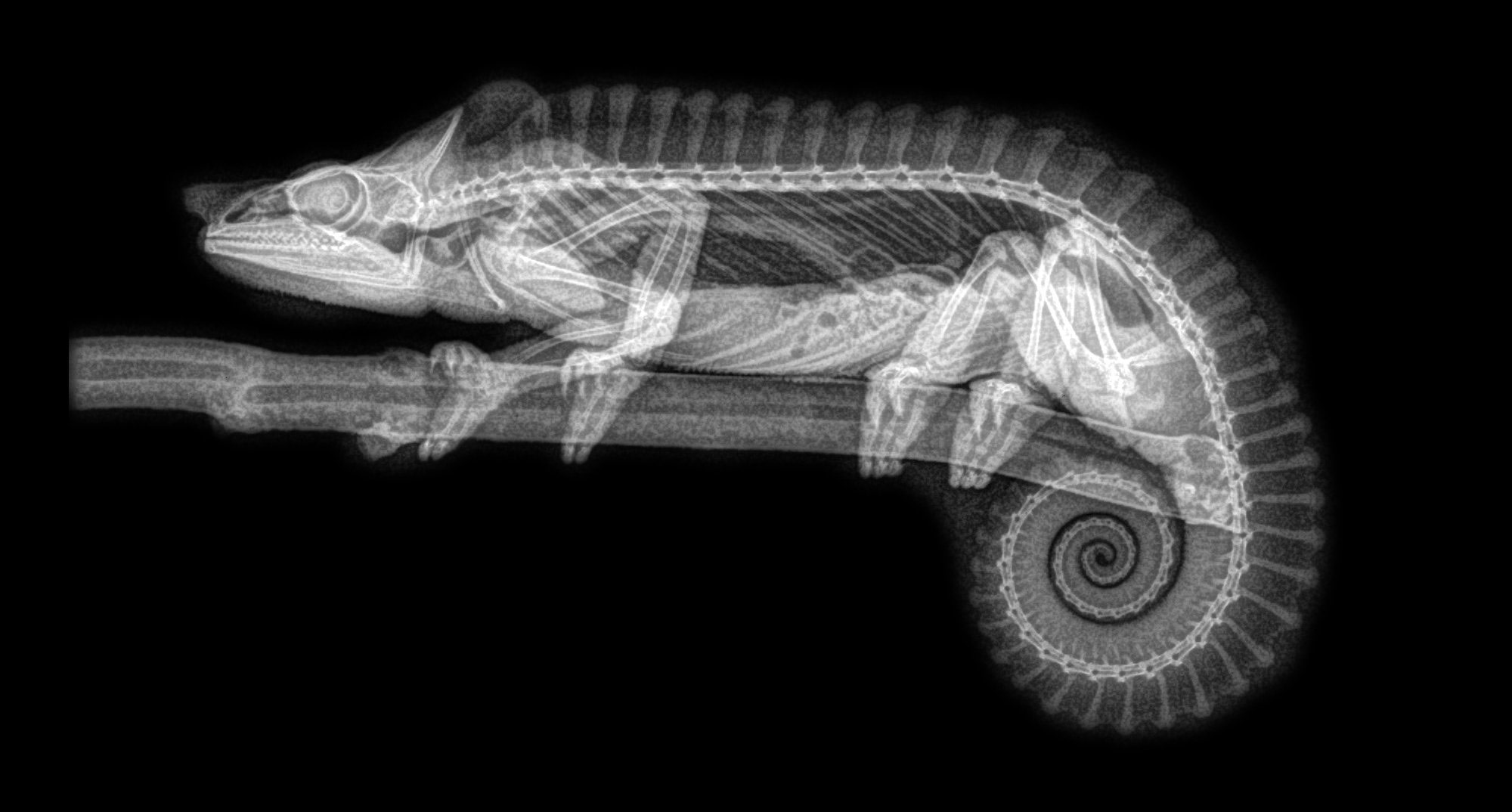 Nature Animals Black Background Branch Chameleons X Rays Monochrome Spine Bones Transparency 2000x1074