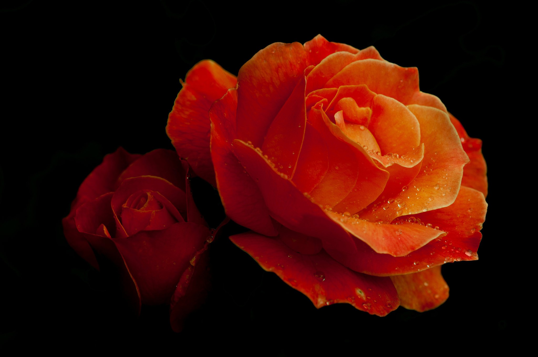 Rose Orange Flowers Water Drops Flowers Petals 2048x1360