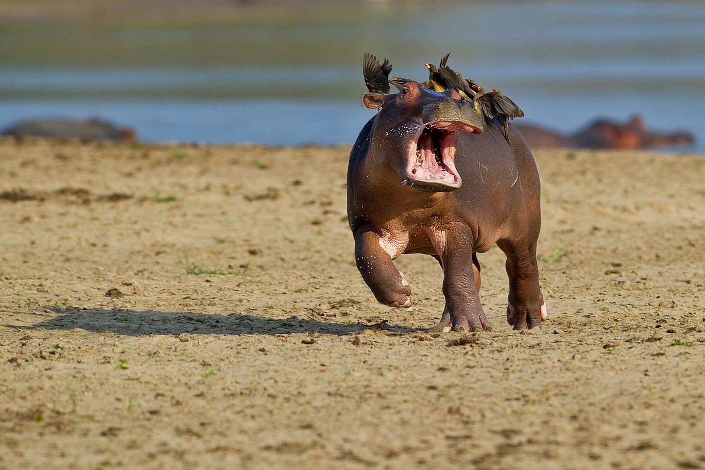 Nature Animals Humor Winner Photography Contests Wildlife Hippos Running Birds Muzzles Sand Water Sh 1440x960