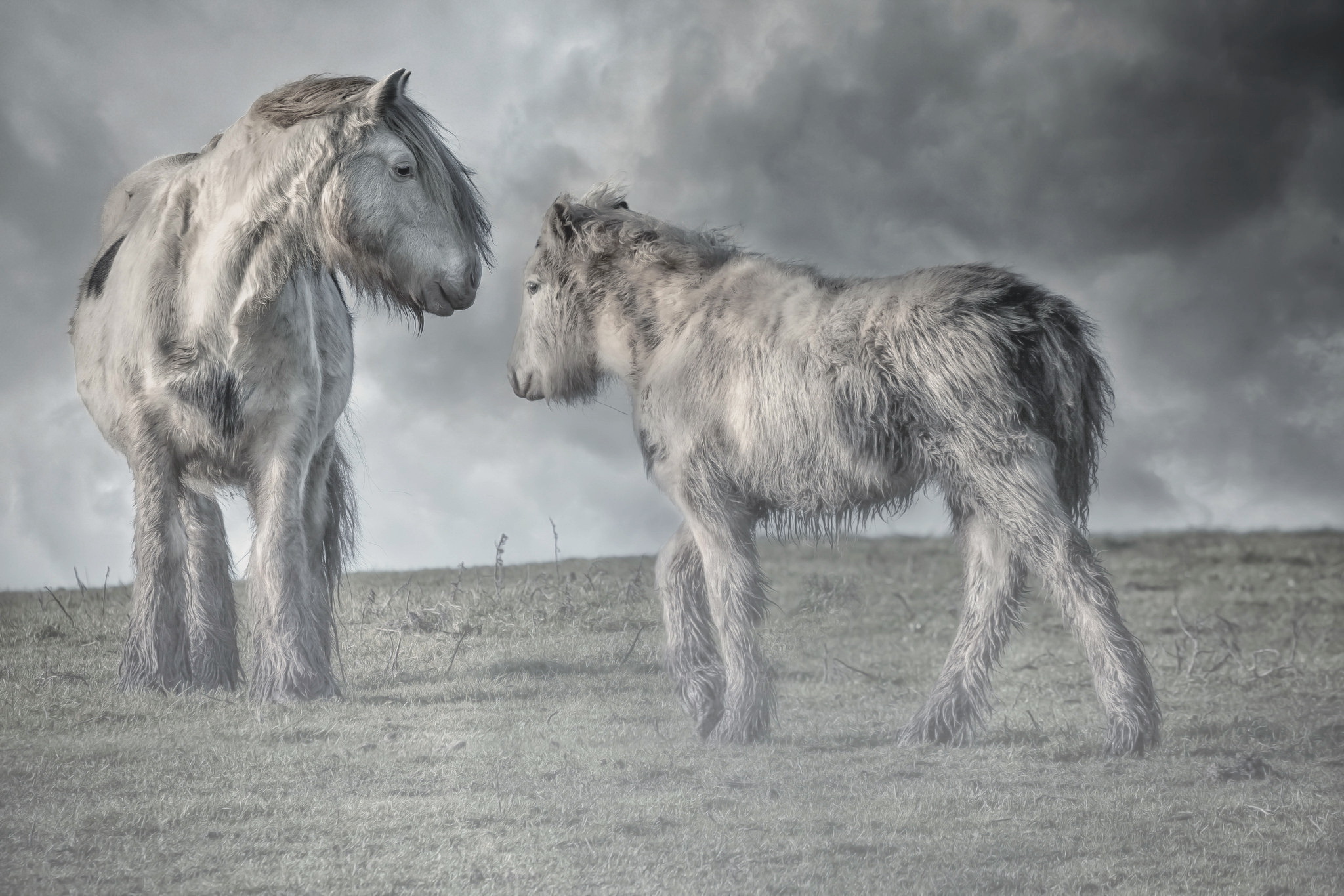 Horse Cloud Wildlife Pony 2048x1365
