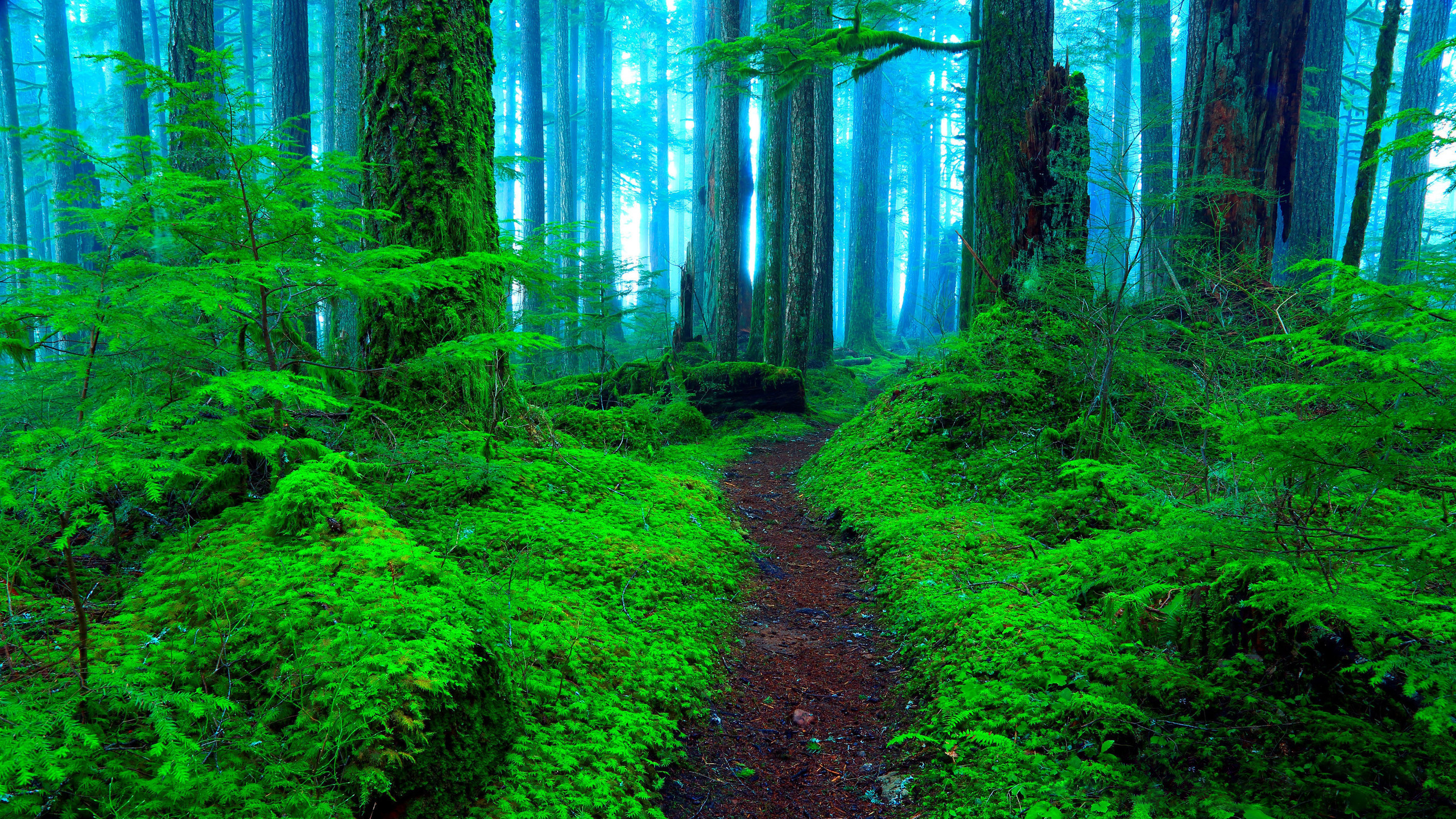 Path Forest Fog Greenery 2560x1440
