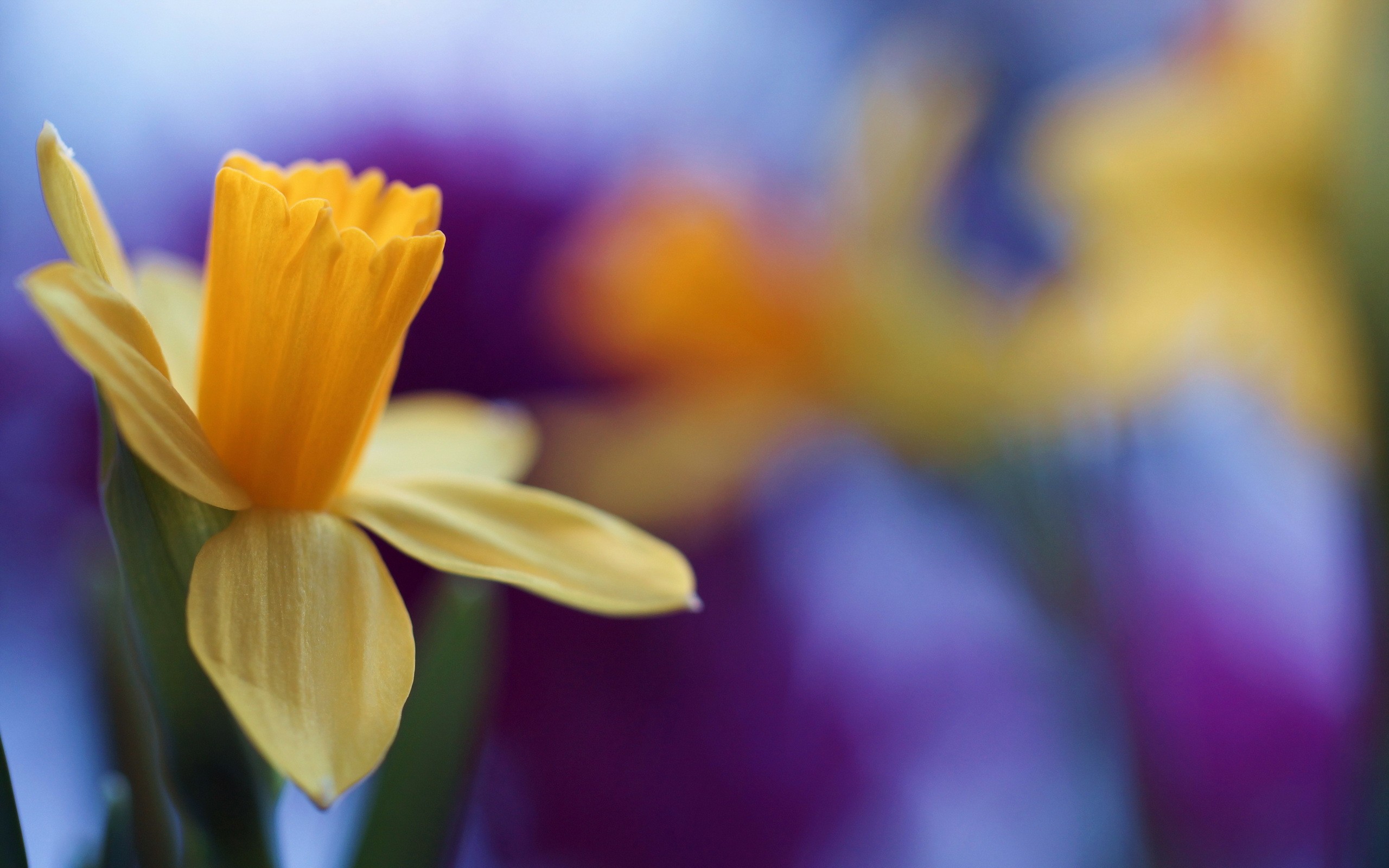 Flowers Nature Daffodils Yellow Flowers Macro Plants 2560x1600