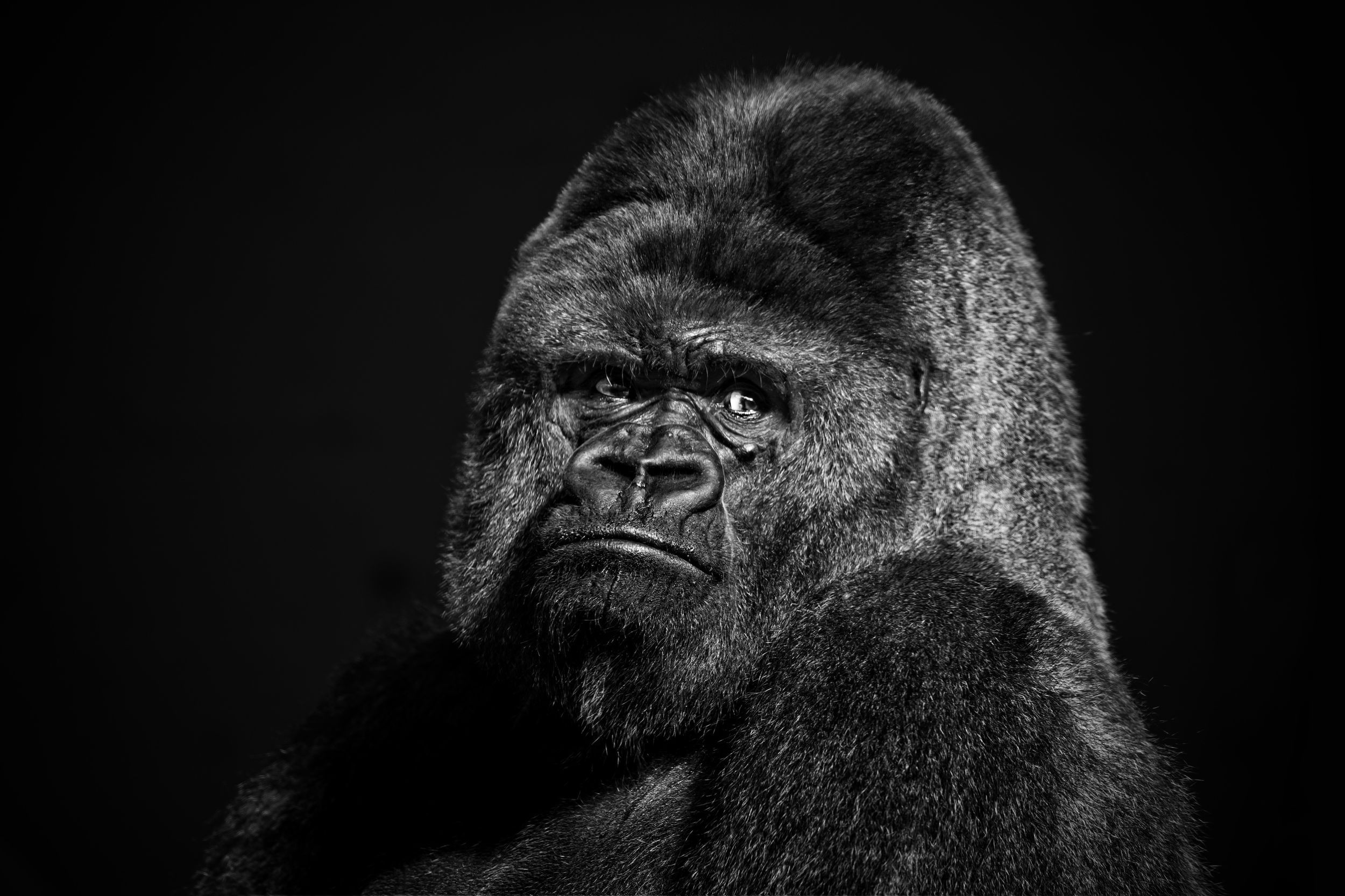 Gorillas Black Animals Face Portrait Monochrome 2500x1666