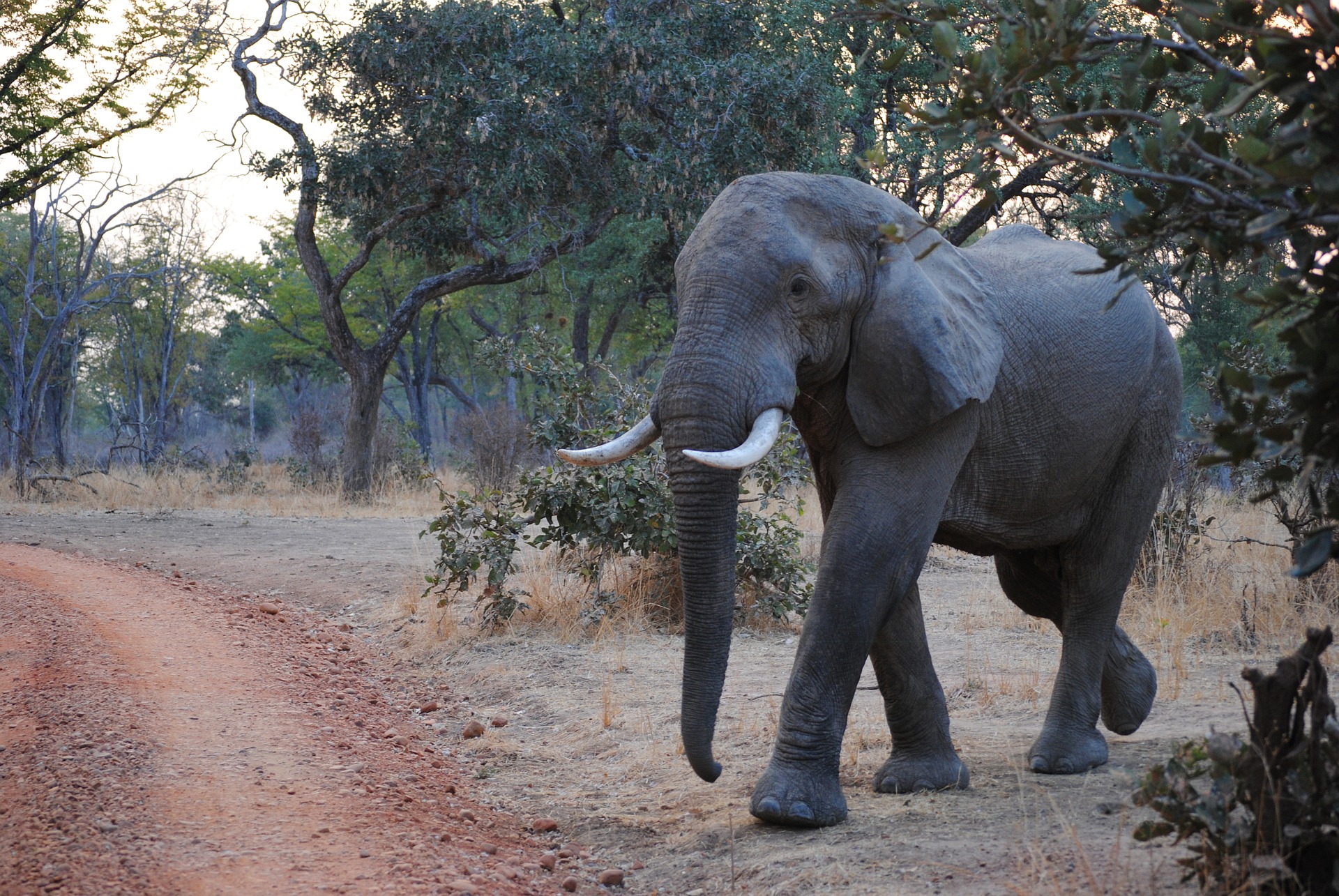 Elephant Wildlife National Park Zambia 1920x1285