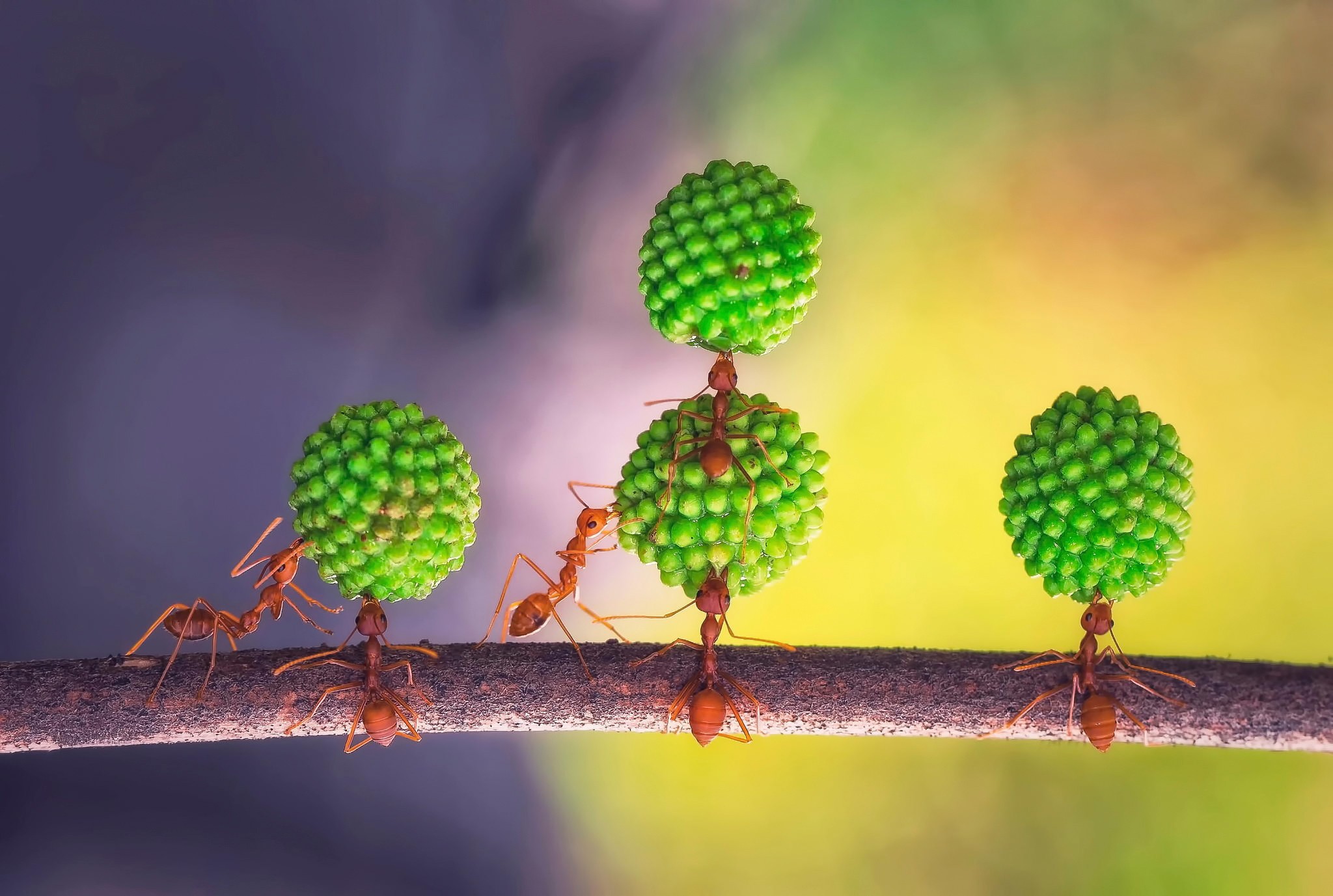 Insect Ants Plants Animals 2048x1377
