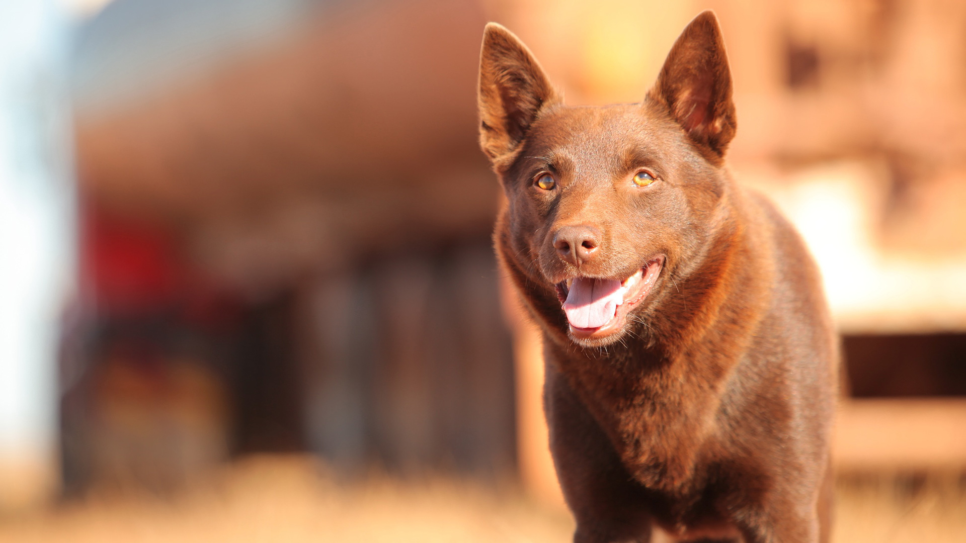 Koko Kelpie Dog 1920x1080