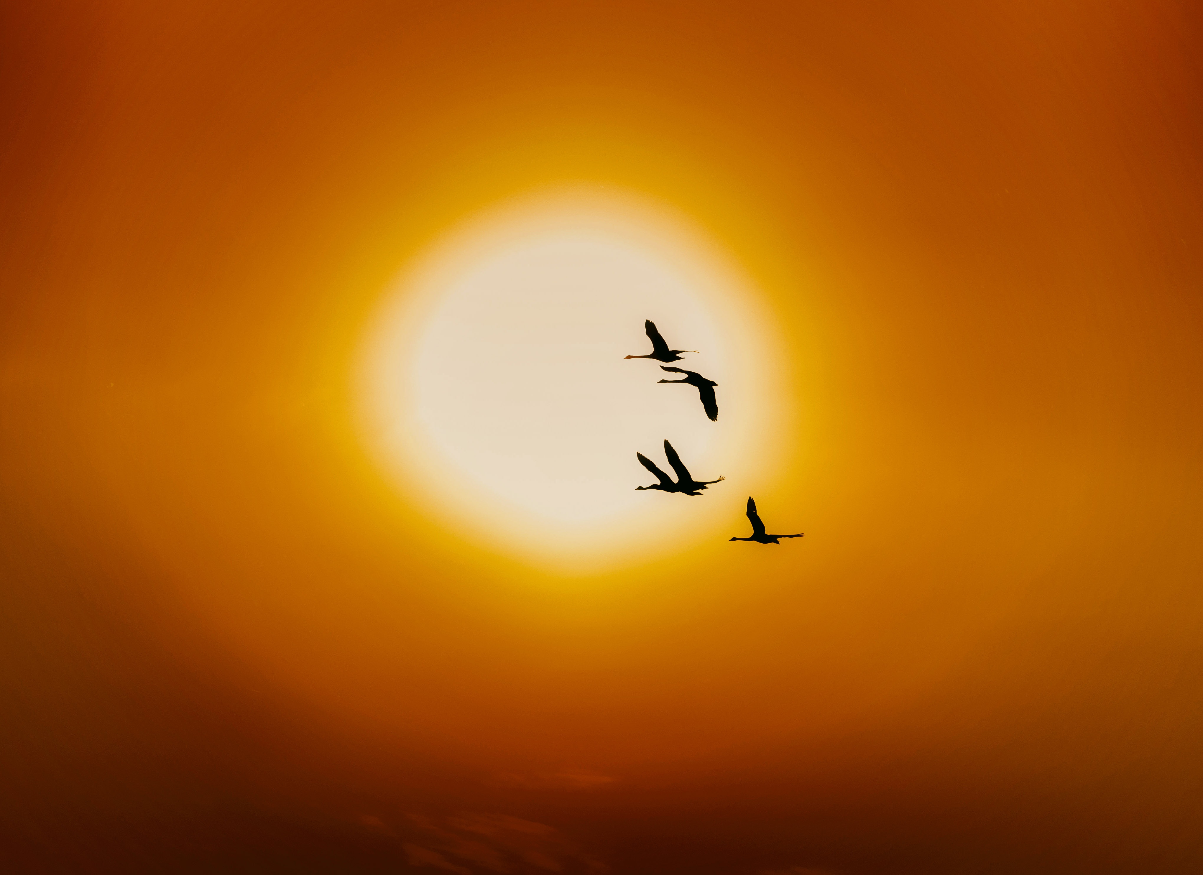 Swan Bird Flock Of Birds Sun 4080x2968