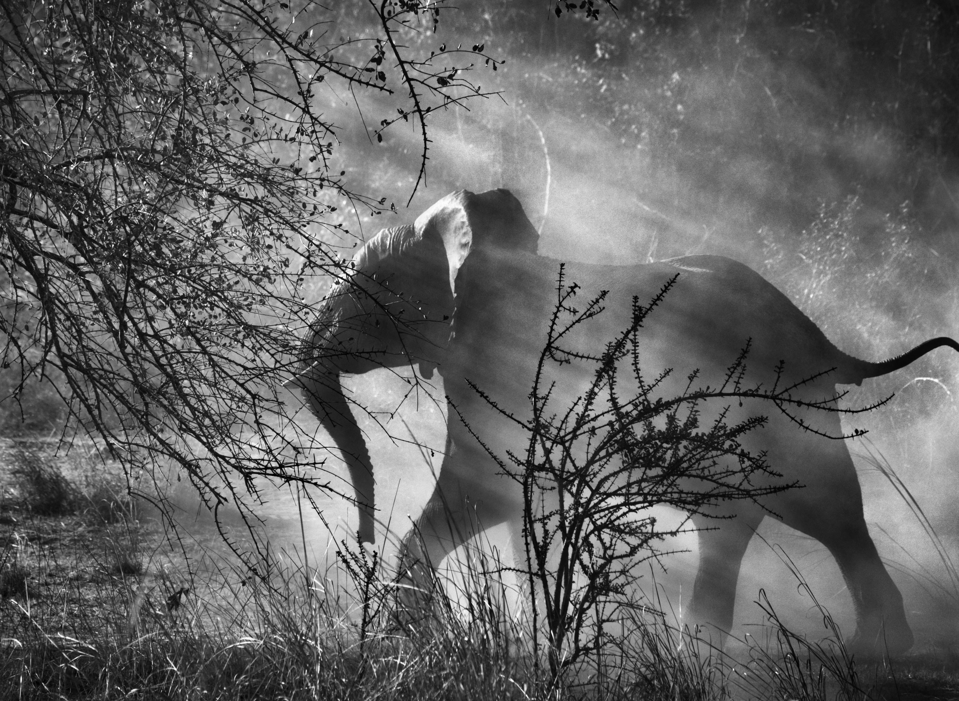 Nature Animals Sebastiao Salgado Photography Monochrome Elephant Trees Grass Dust Sun Rays Baby Anim 3165x2315