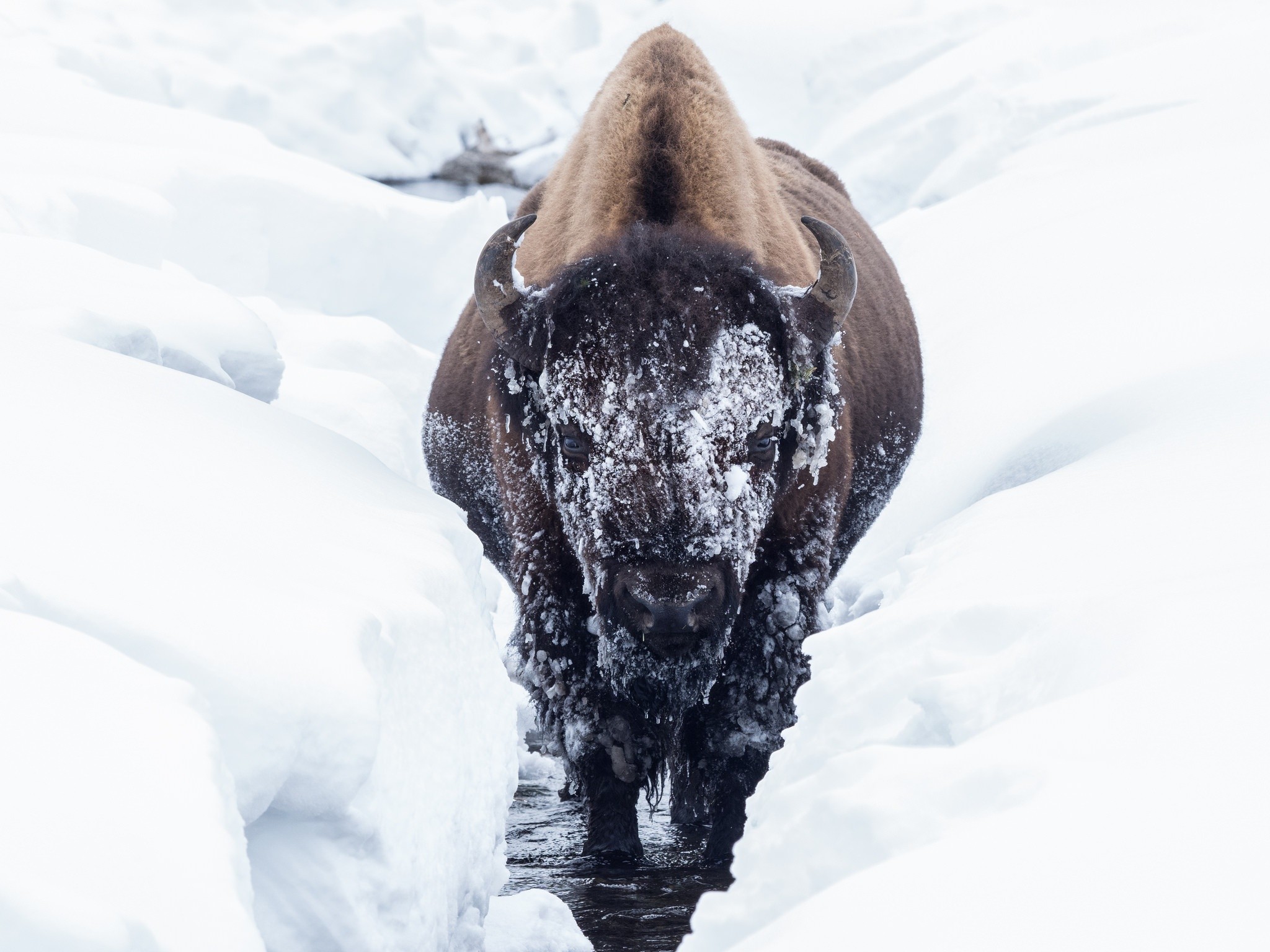 Bison Animals Cold Winter Snow 2048x1536