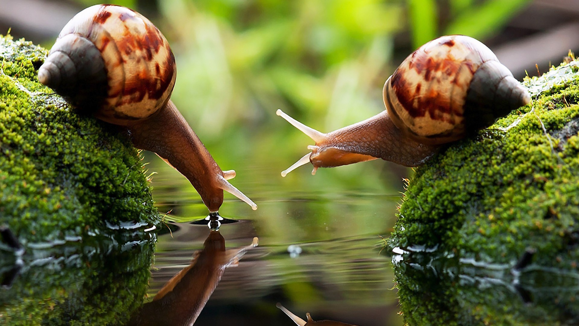 Snail Drink Water Macro Blurred Photography Algae Couple 1920x1080