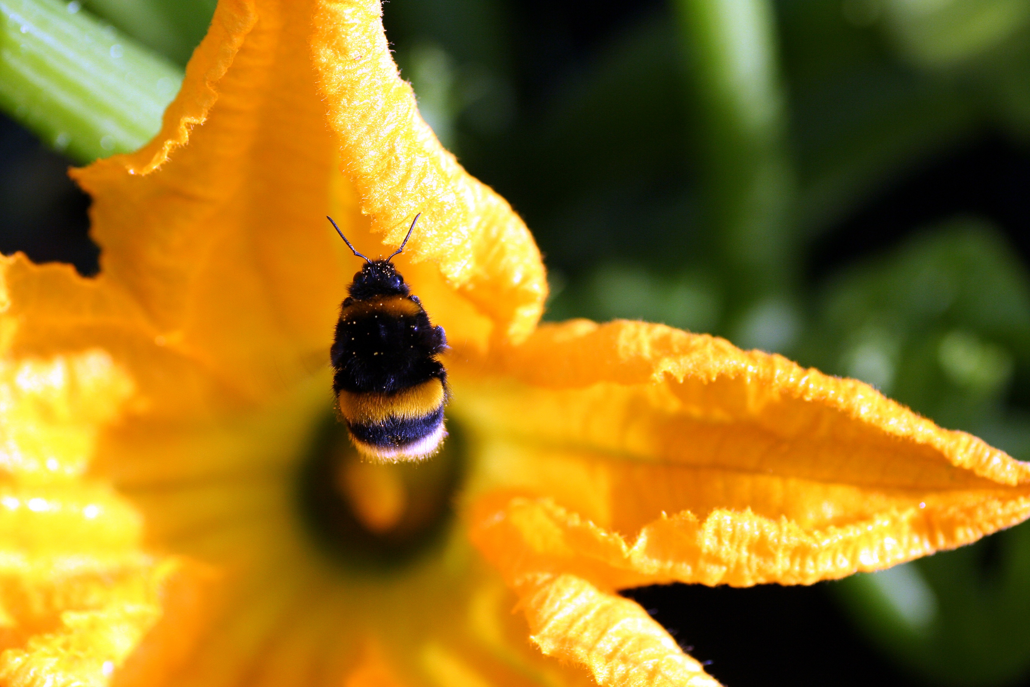 Insect Flower Bokeh Yellow Flower Close Up Bumblebee 3456x2304