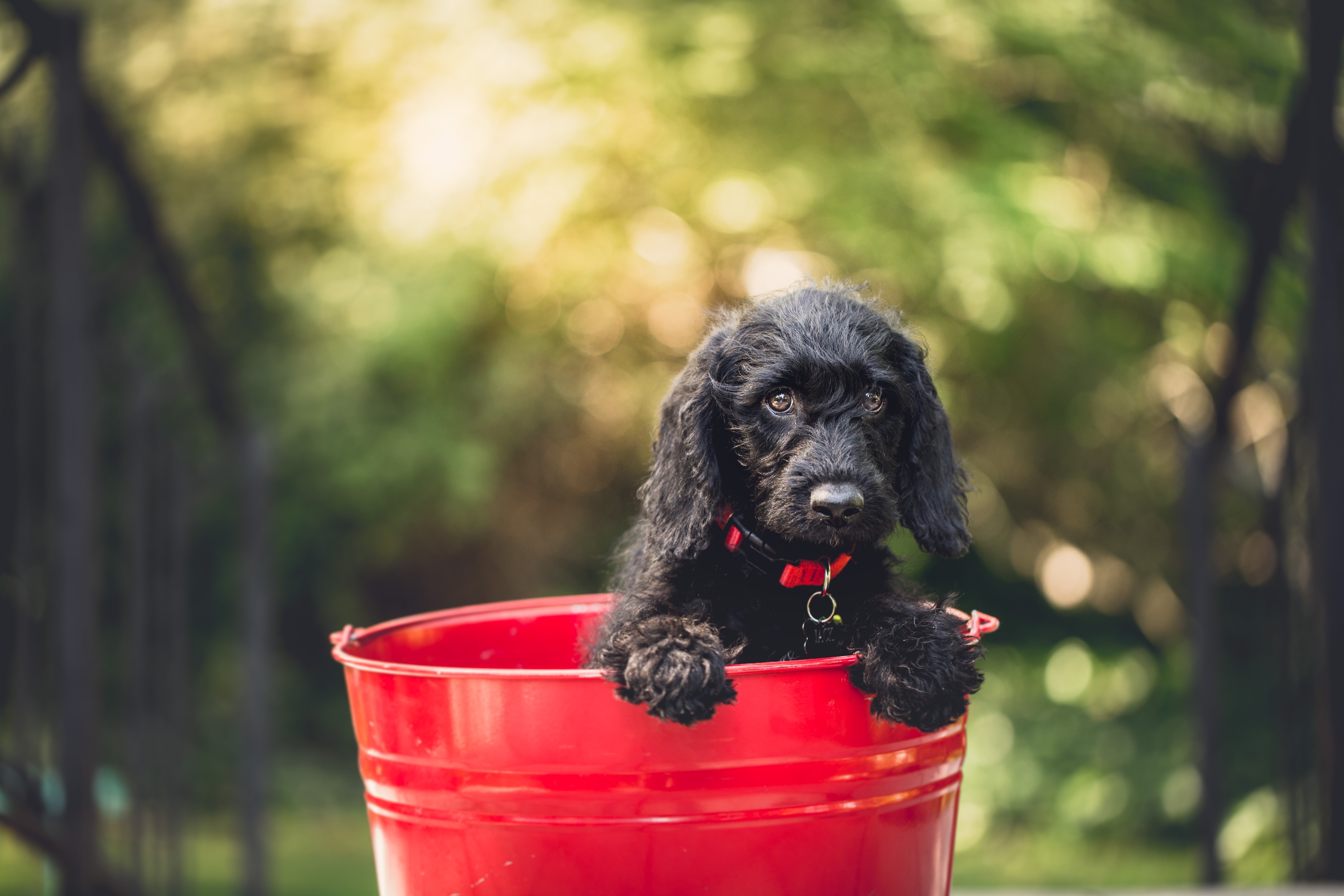 Dog Bucket Depth Of Field 5472x3648