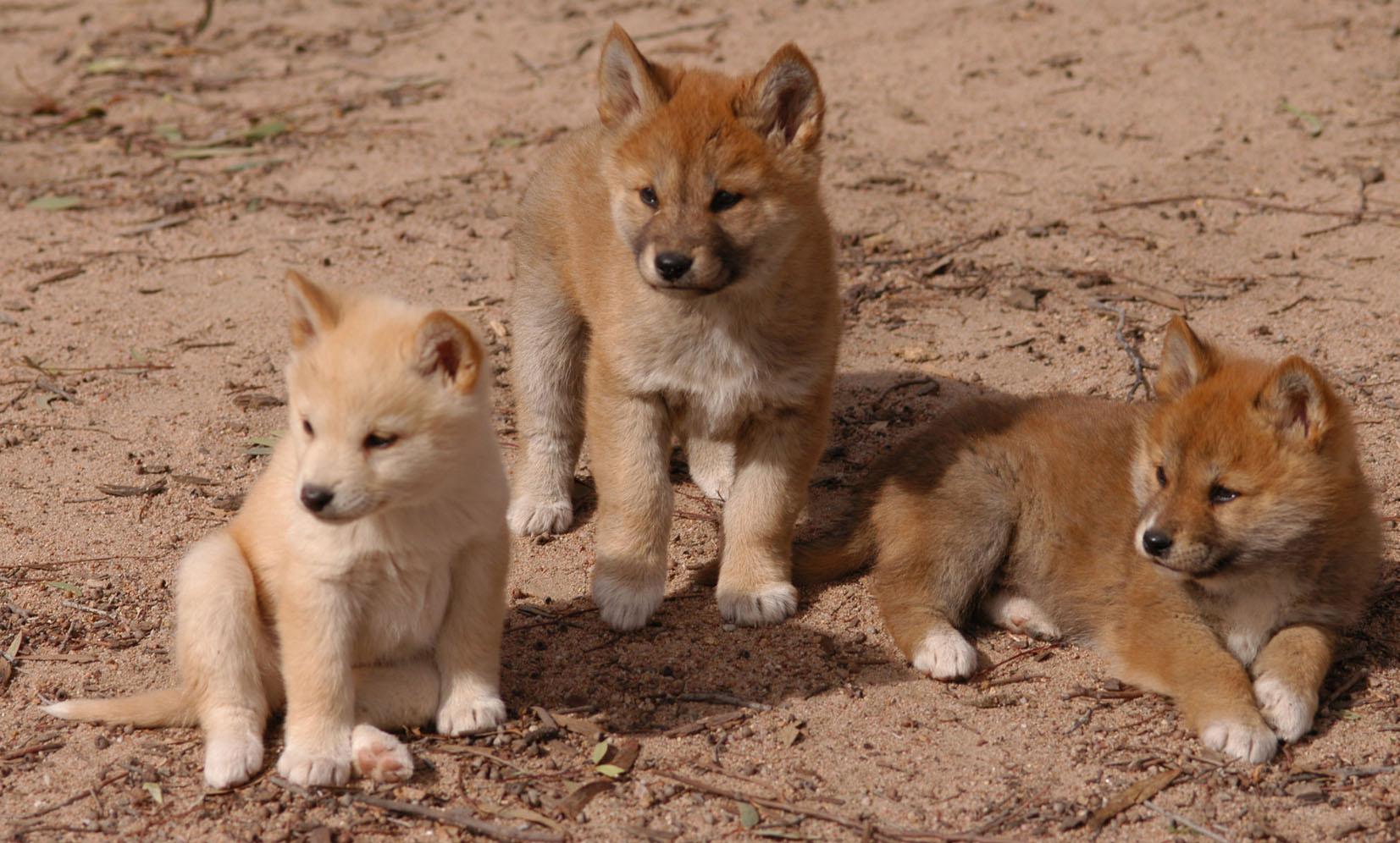 Dingo Puppy Baby Animal 1653x996