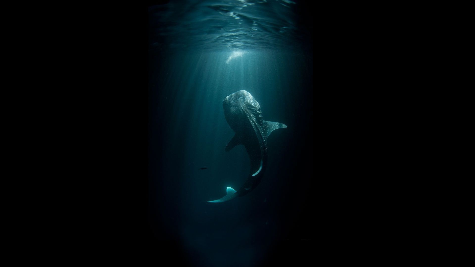 Animals Shark Digital Art Whale Shark Underwater Sea Dark 1920x1080