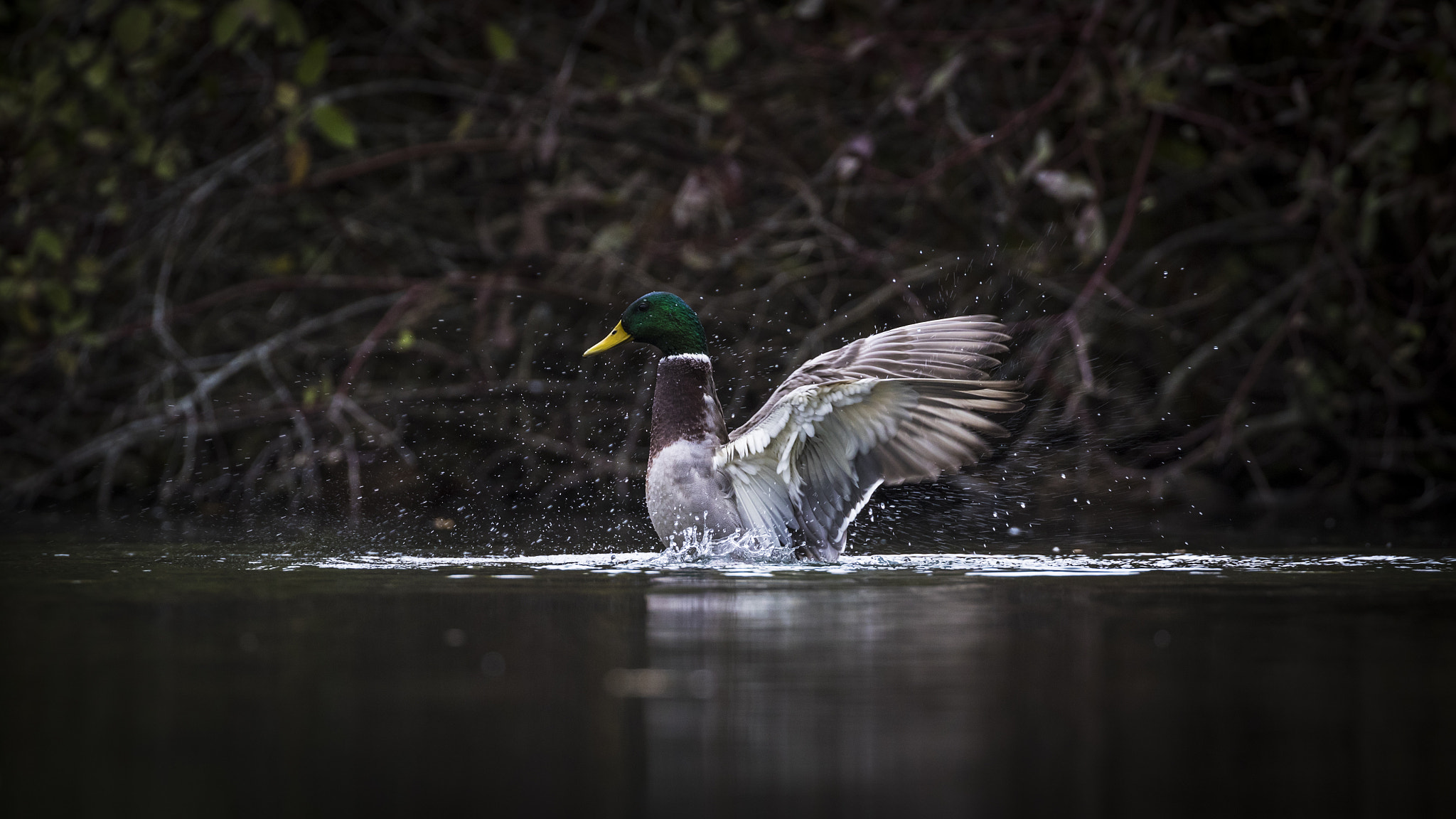 Bryan McGowan 500px Duck Animals Water 2048x1152