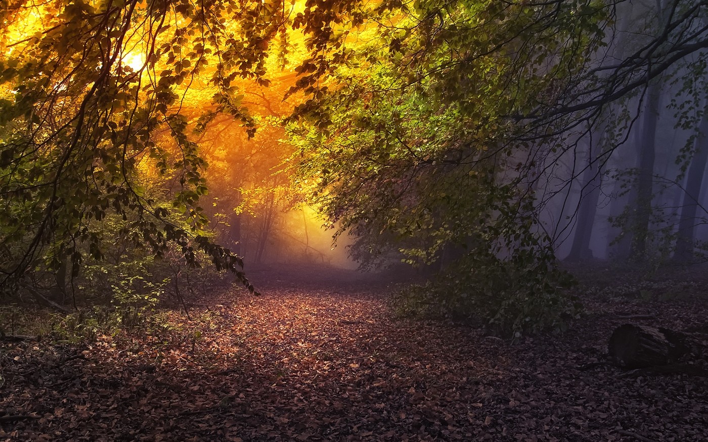 Nature Landscape Forest Mist Leaves Fall Trees Atmosphere Path Fairy Tale 1400x875