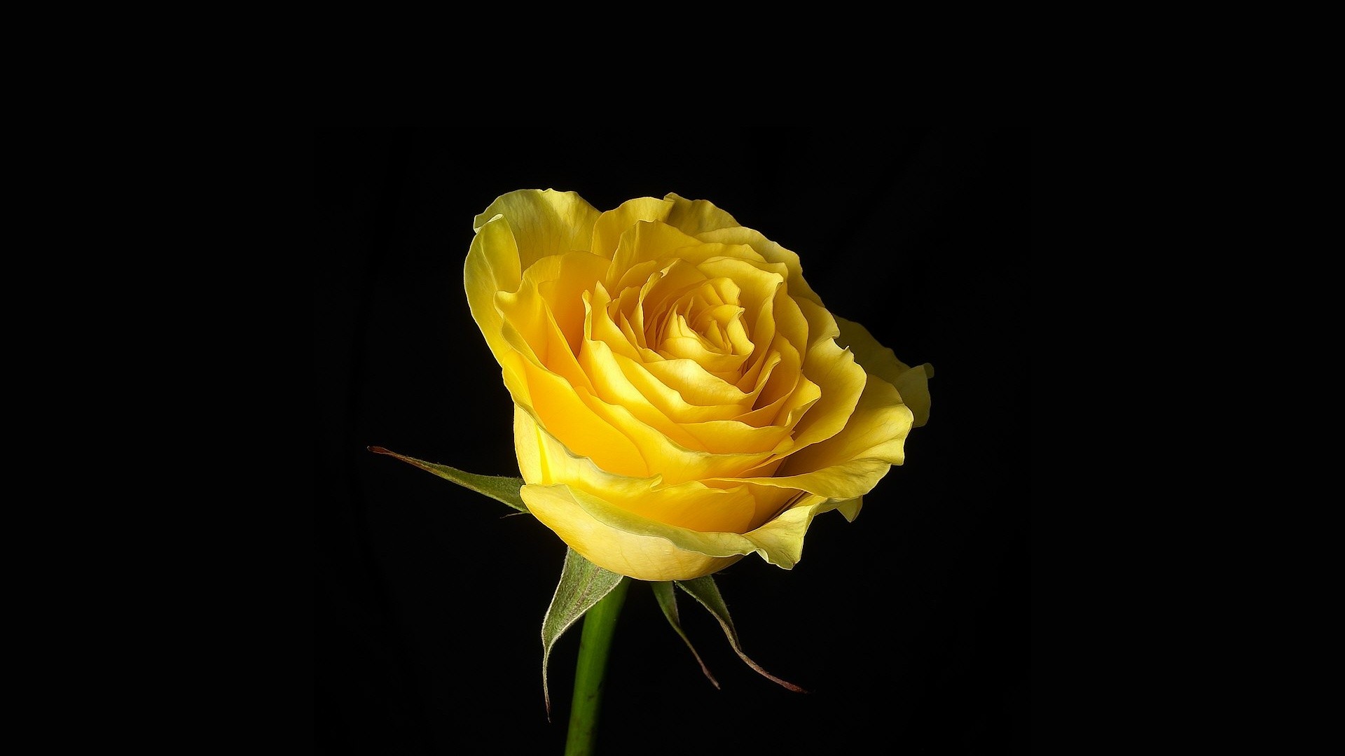 Rose Yellow Flower Flower Yellow Rose 1920x1080