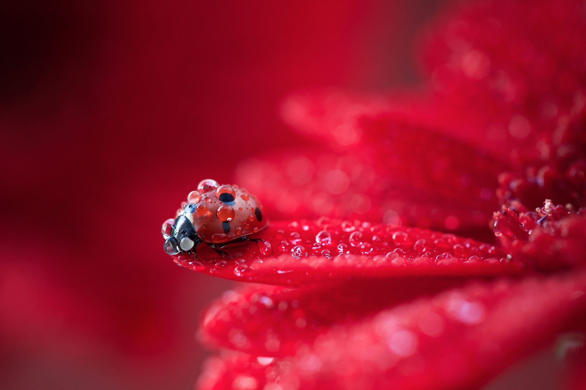 Ladybugs Macro Animals Insect Water Drops Nature 2000x1333