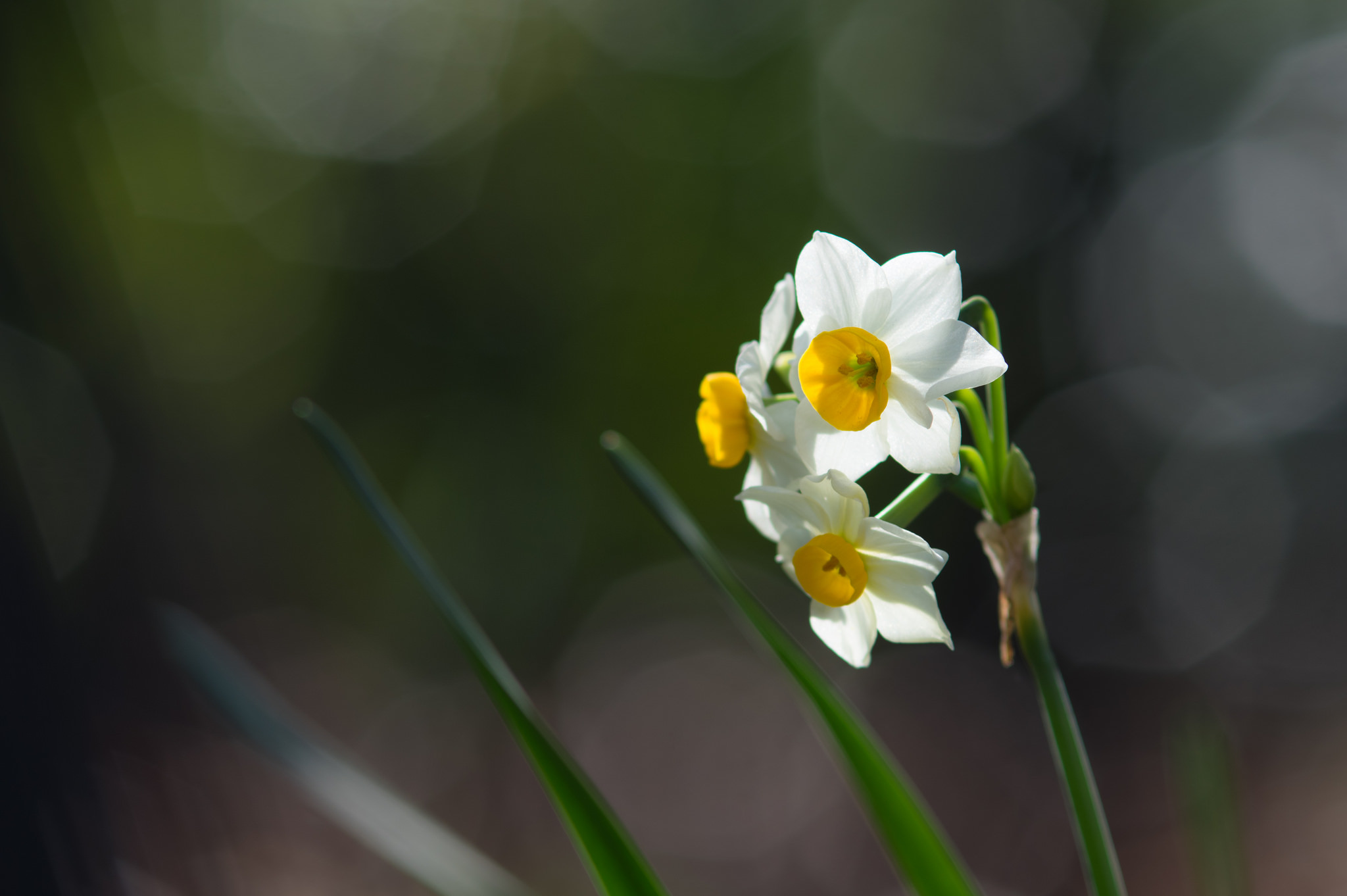 Flowers Nature Macro Colorful Daffodils Bokeh 2048x1362