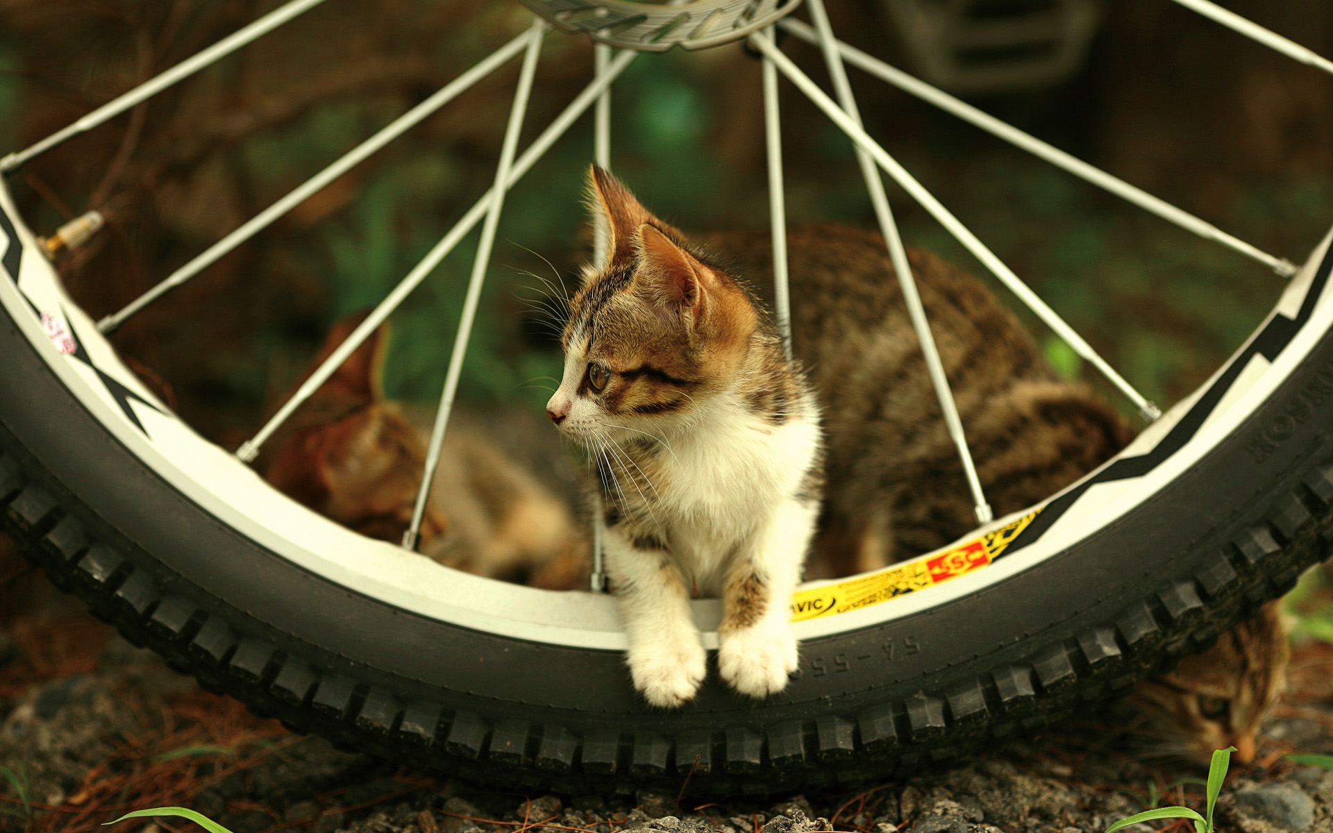 Cat Bicycle Wheel Animal Cute 1920x1200