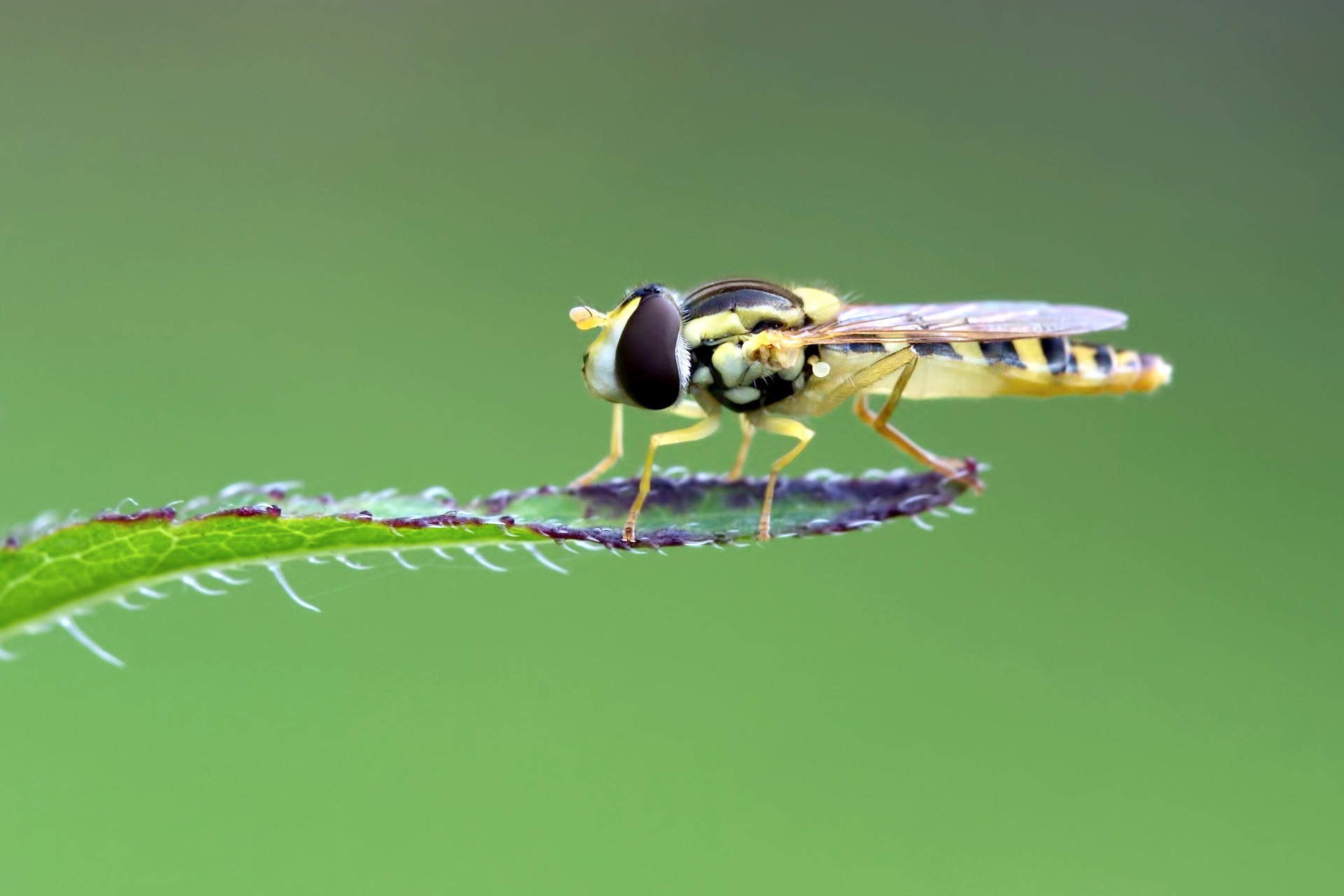 Animal Hoverfly 1920x1280