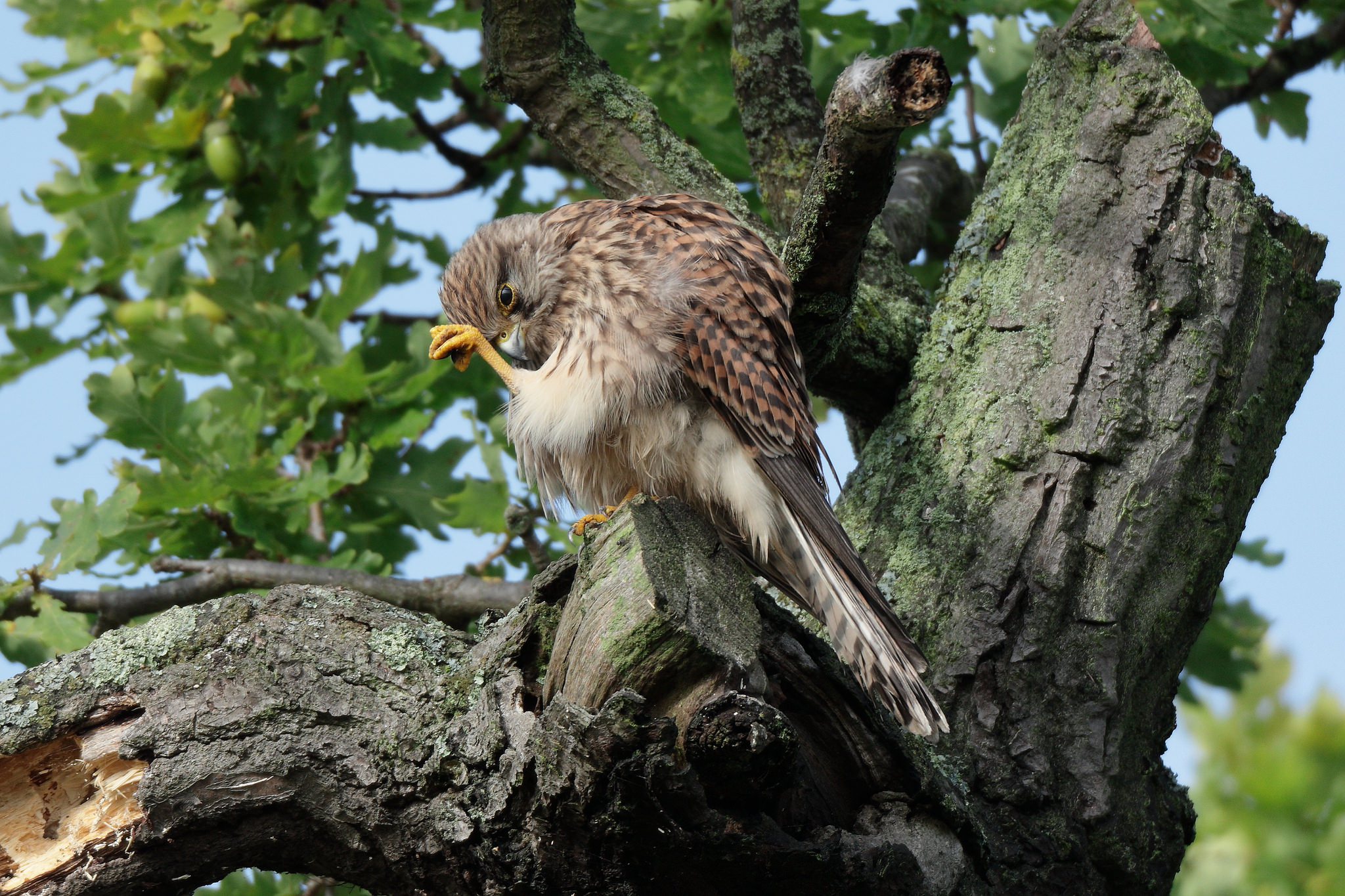 Animal Kestrel 2048x1365