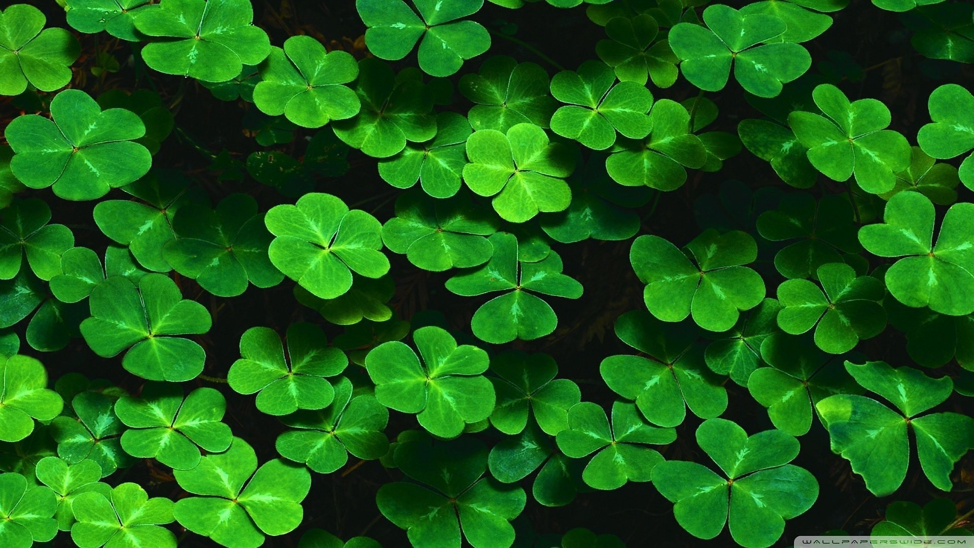 Green Clovers Leaves Nature Plants 1920x1080