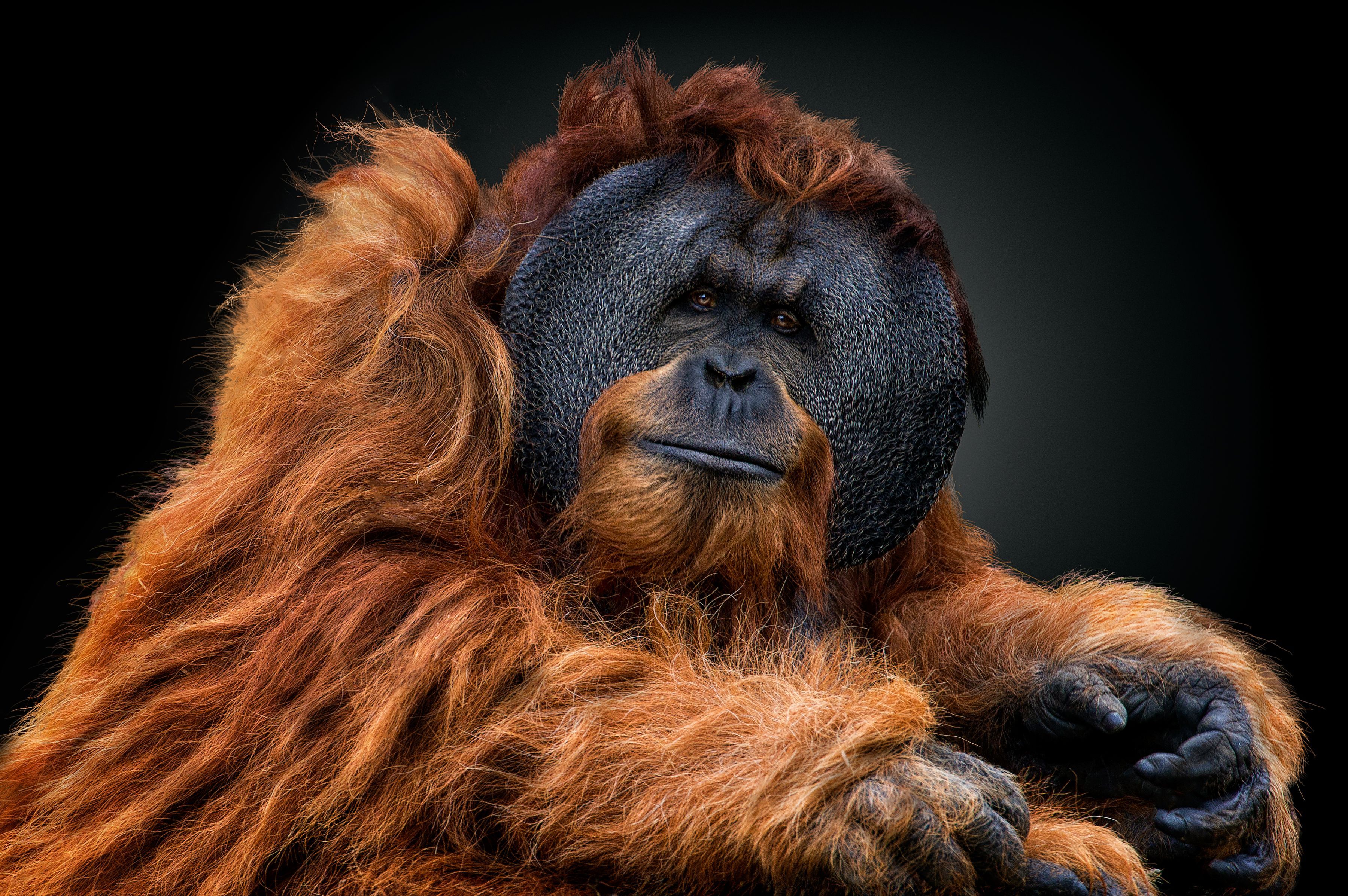 Animals Orangutans Apes Looking At Viewer Brunette Brown Black Background 3600x2395