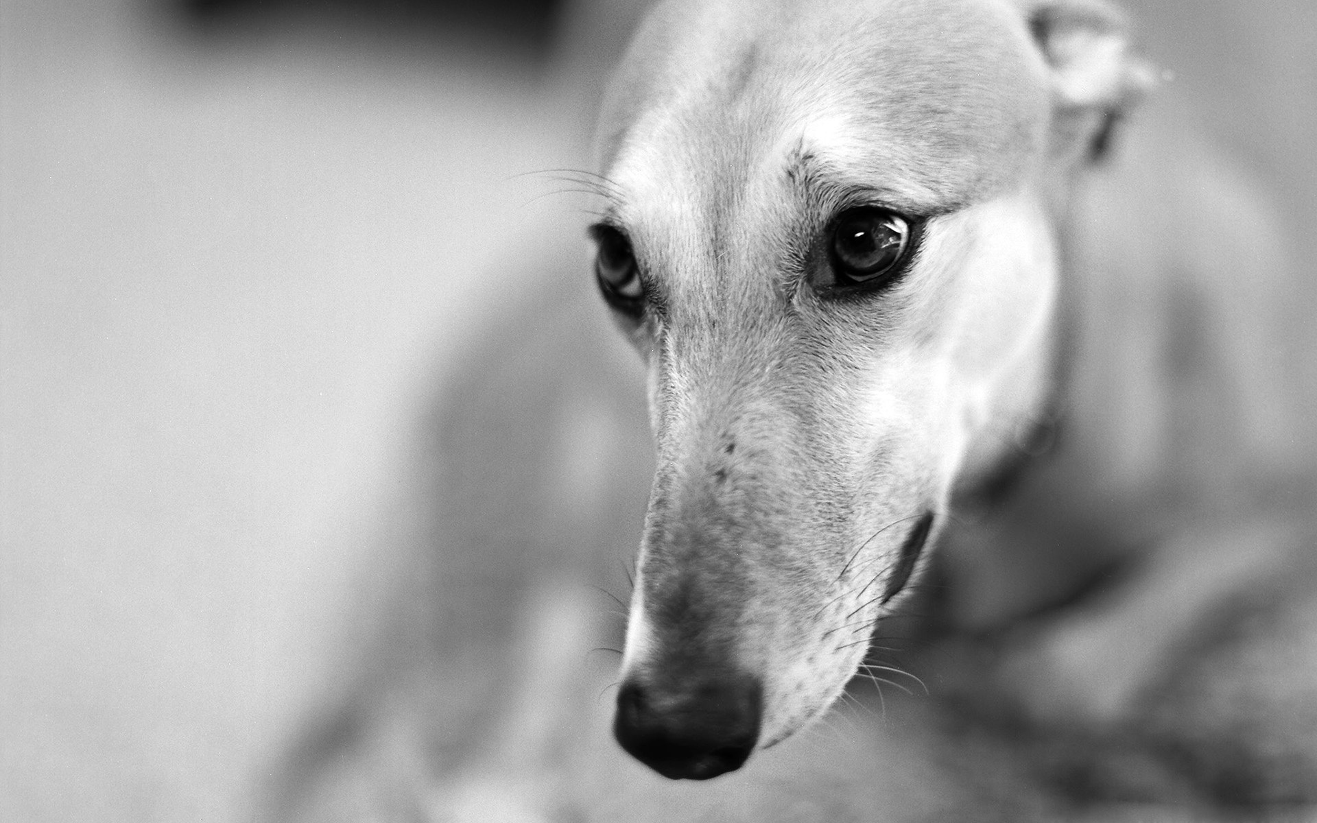Animal Greyhound 1920x1200