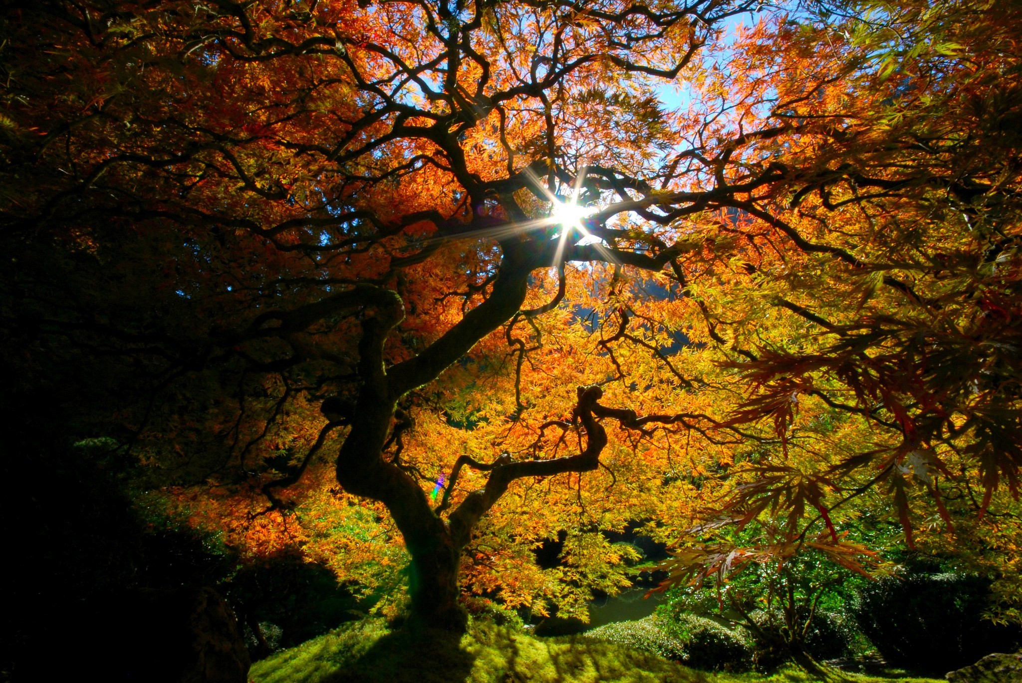 Garden Tree Fall Japan Sun 2048x1368