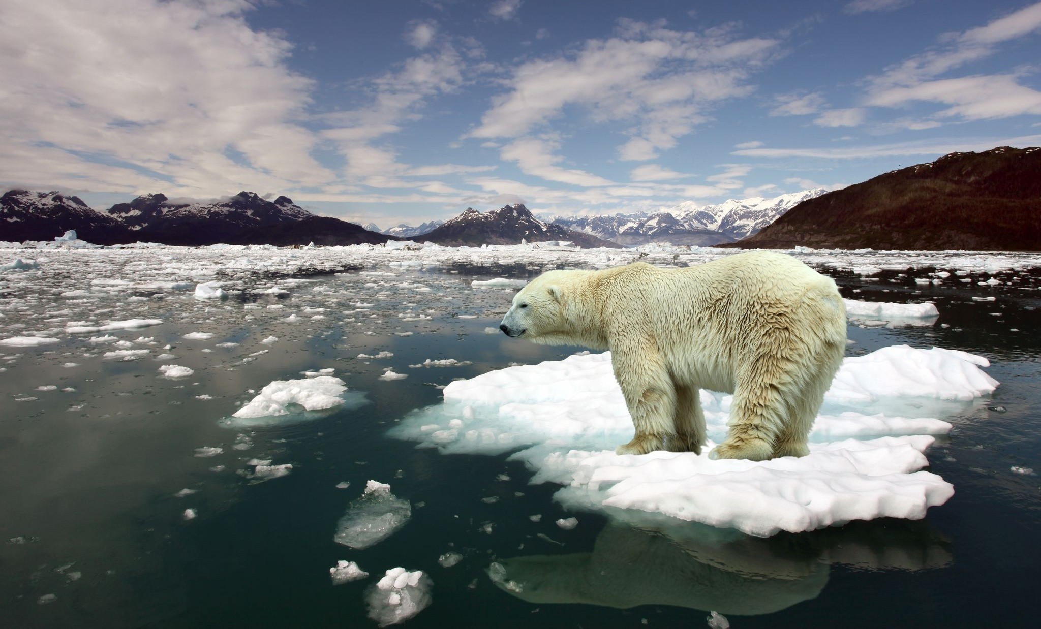 Global Warming Bears Animals 2048x1238