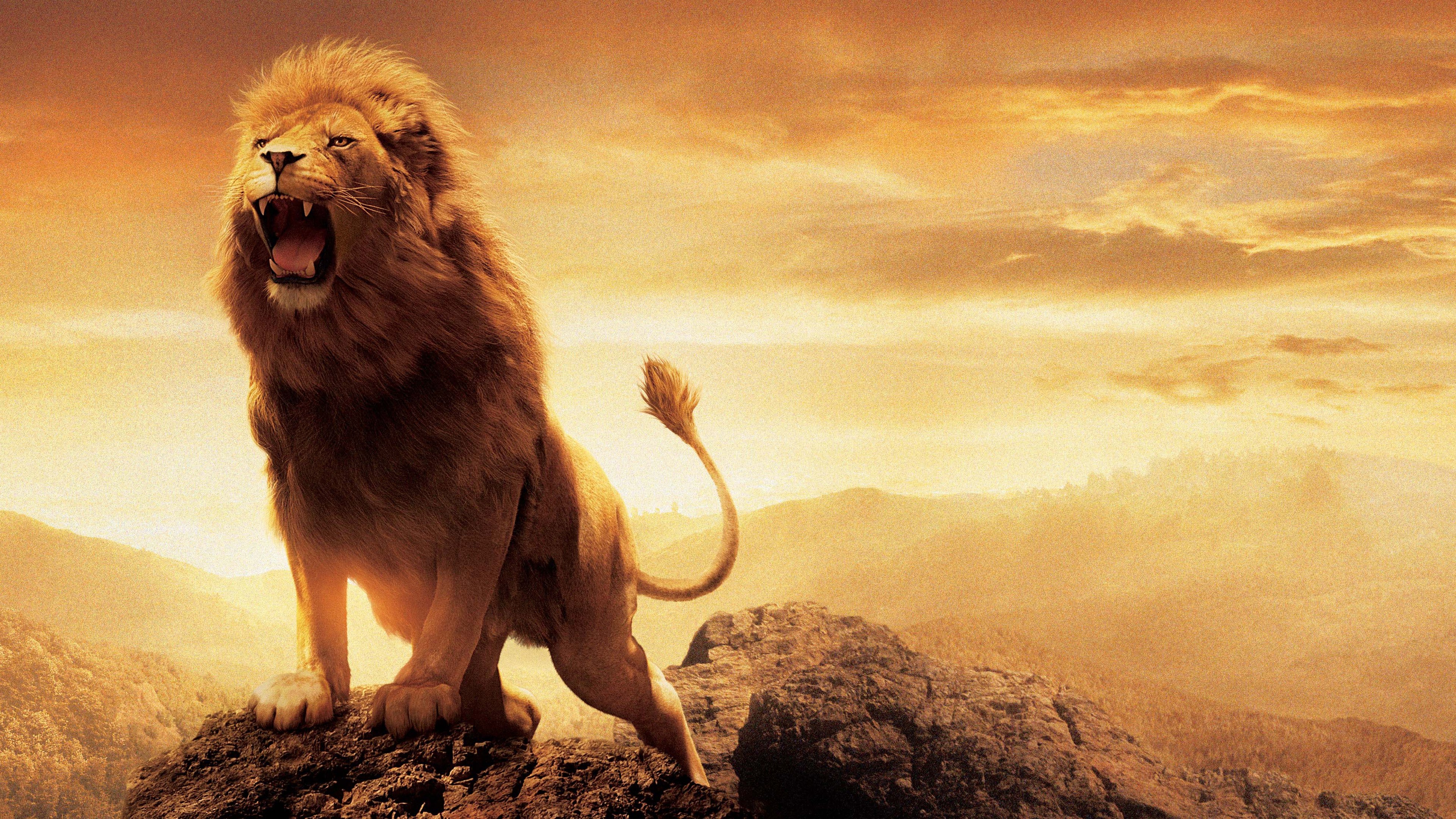 Nature The Chronicles Of Narnia Lion 3840x2160