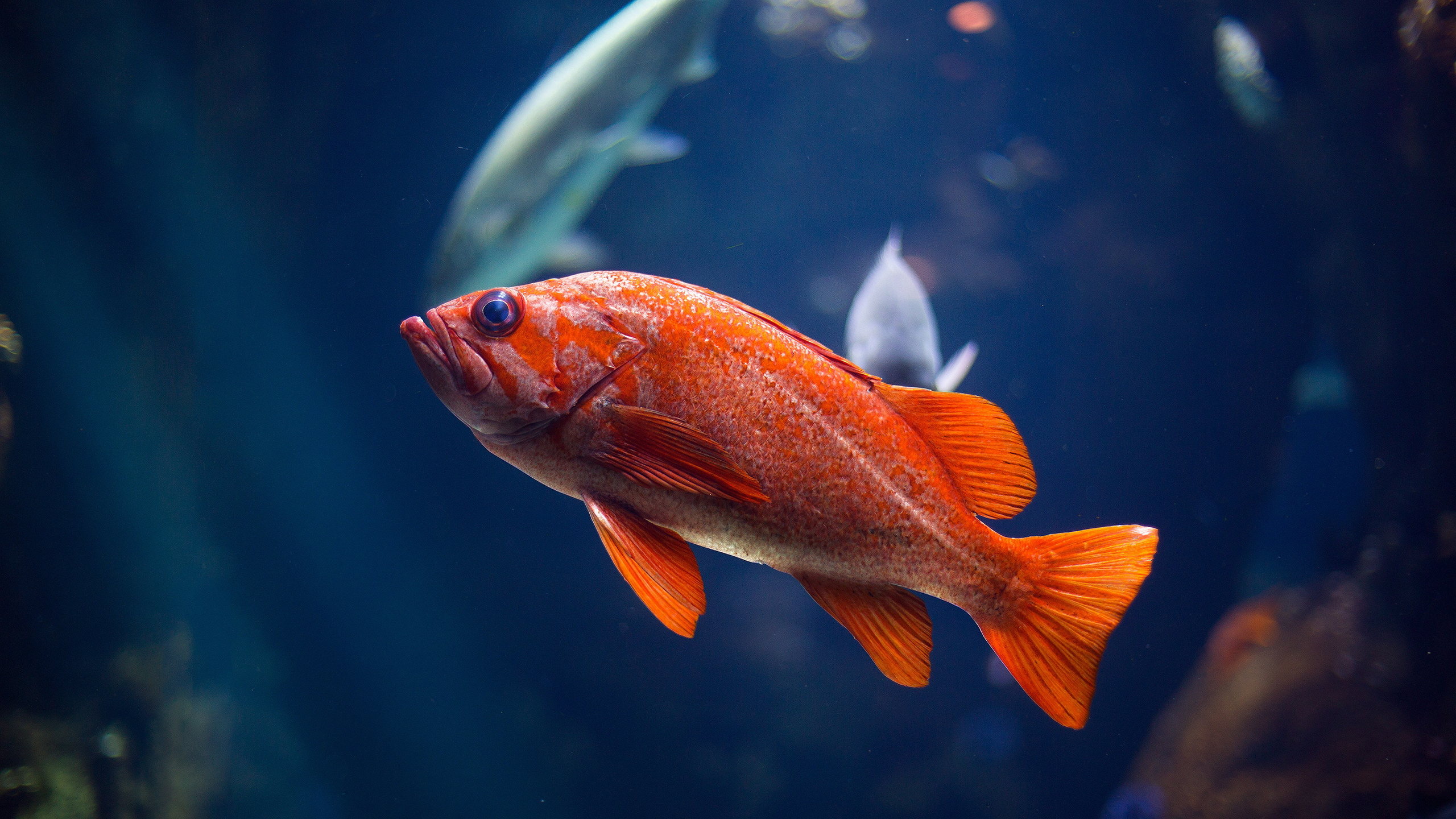 Fish Goldfish Fish Tank 2560x1440